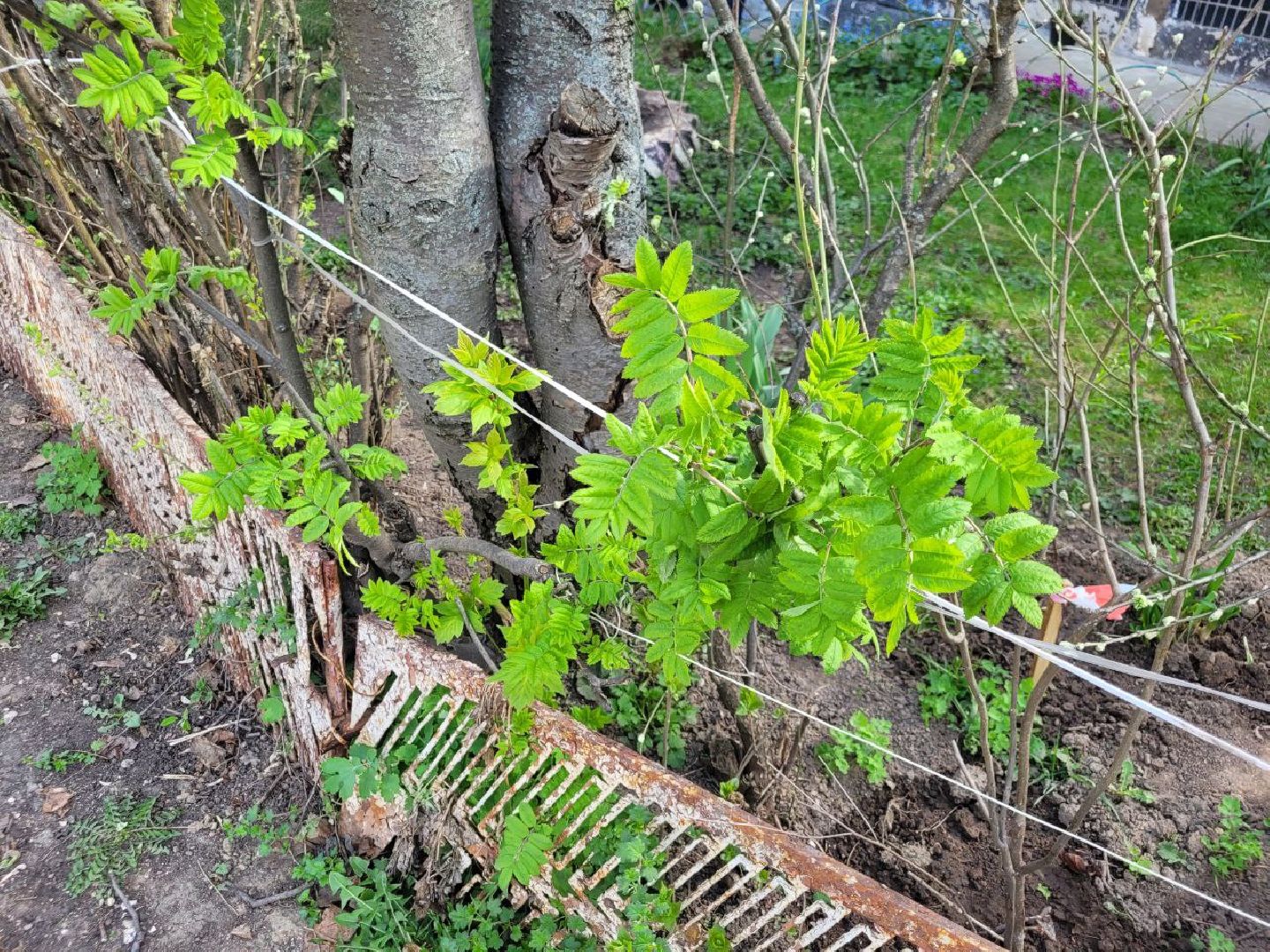 озеленение, депутат, помощь, экология, Видное, деревья