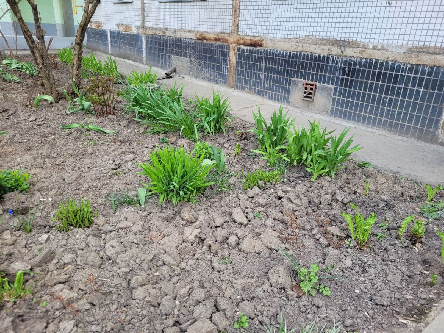 озеленение, депутат, помощь, экология, Видное, деревья