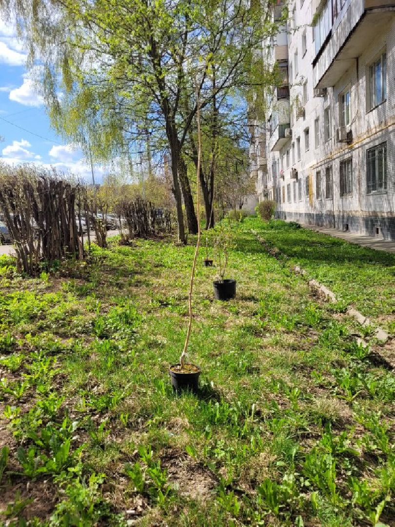 озеленение, депутат, помощь, экология, Видное, деревья