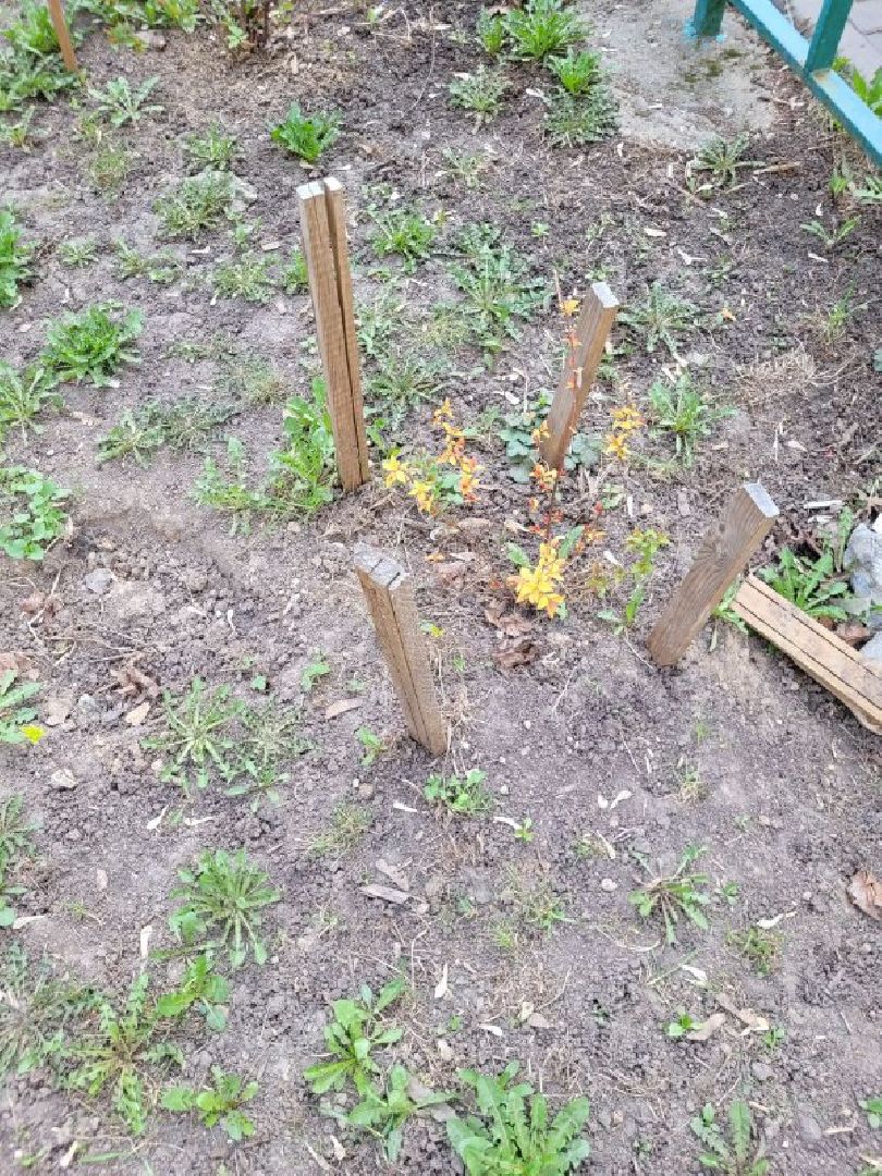 озеленение, депутат, помощь, экология, Видное, деревья