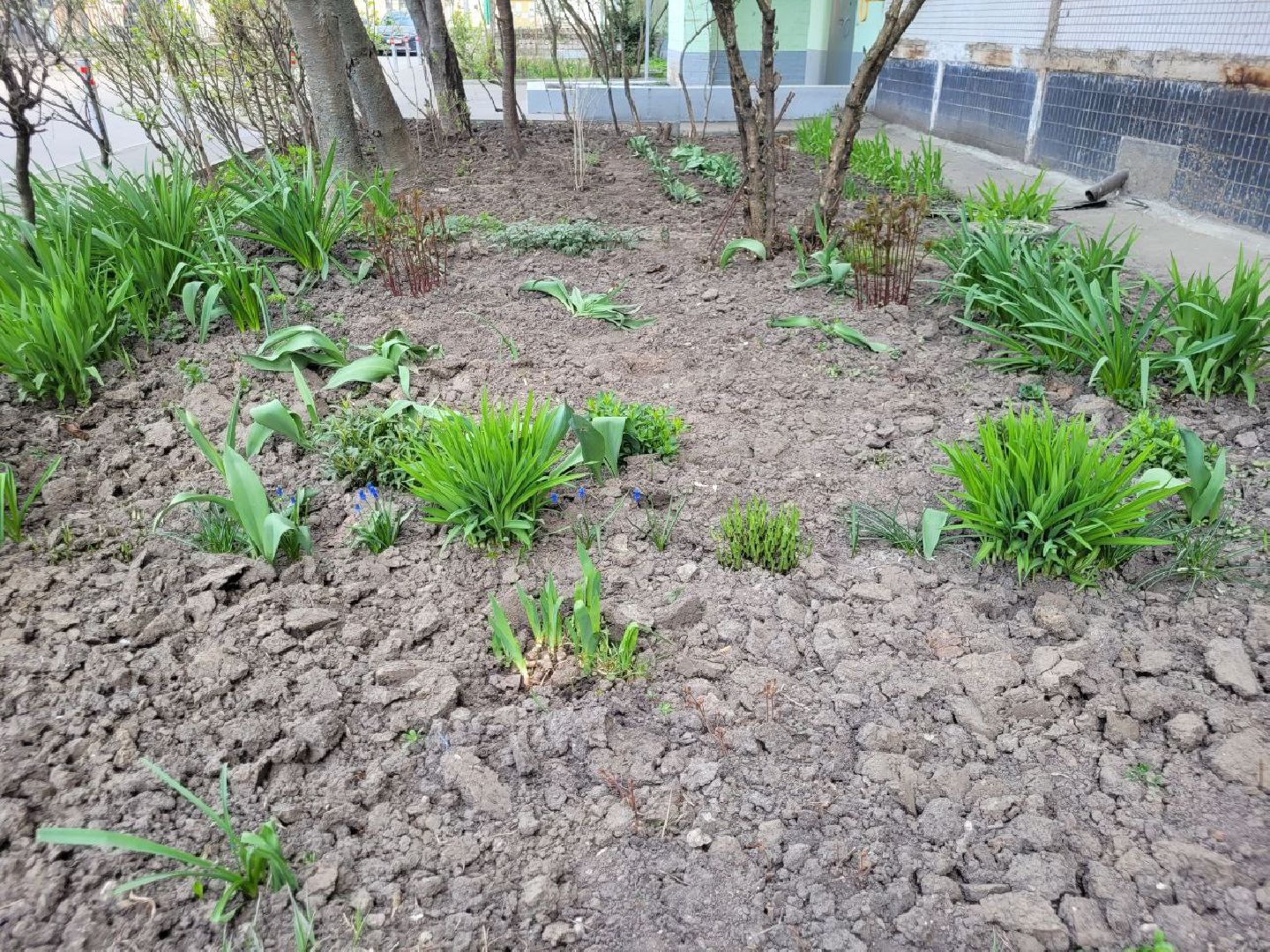 озеленение, депутат, помощь, экология, Видное, деревья