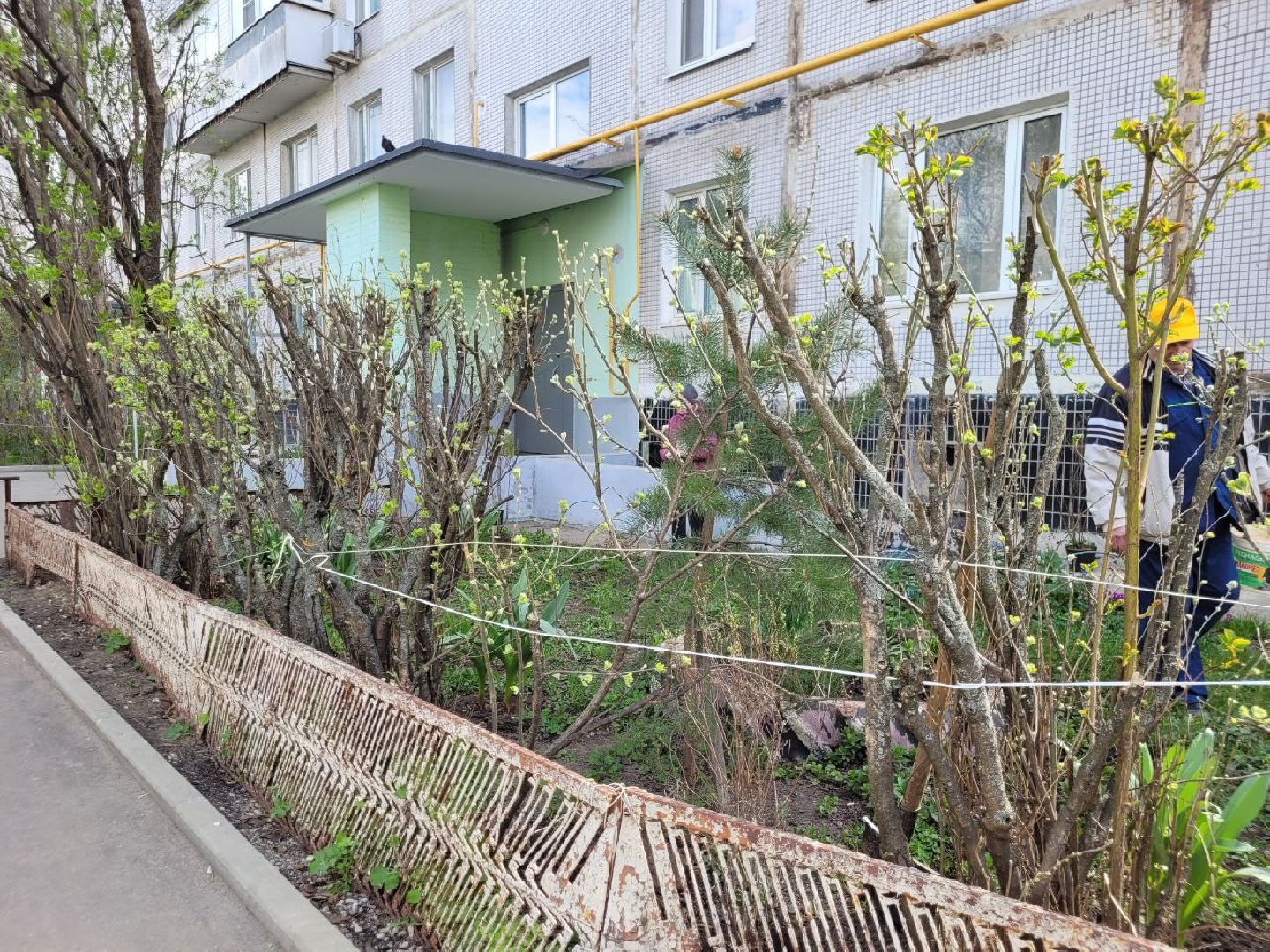 озеленение, депутат, помощь, экология, Видное, деревья