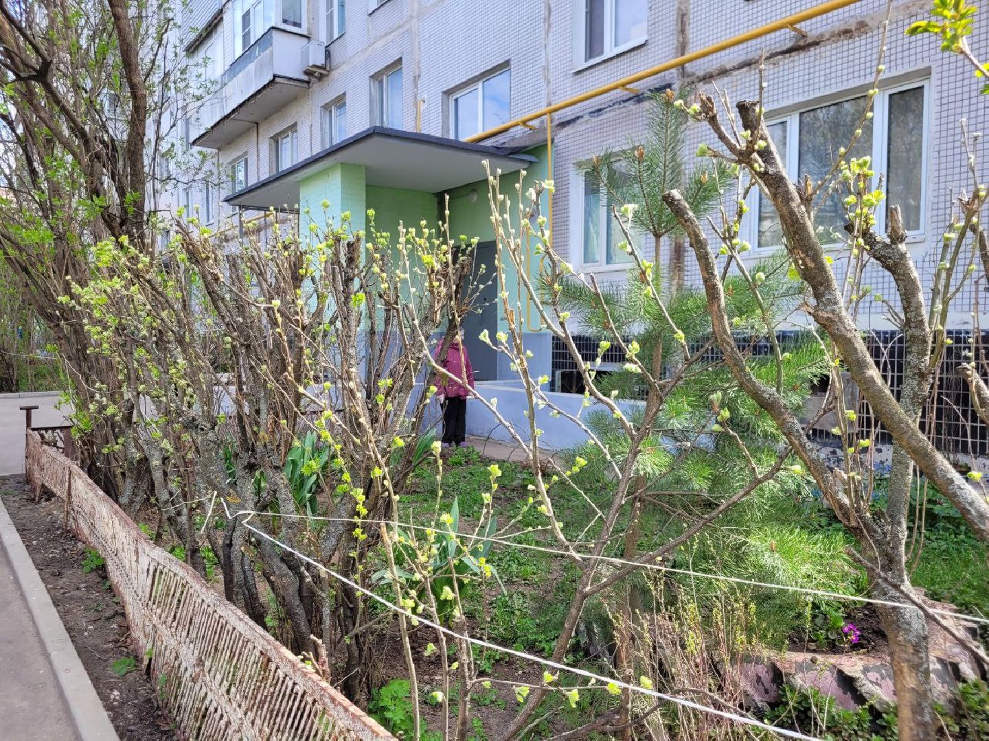 озеленение, депутат, помощь, экология, Видное, деревья