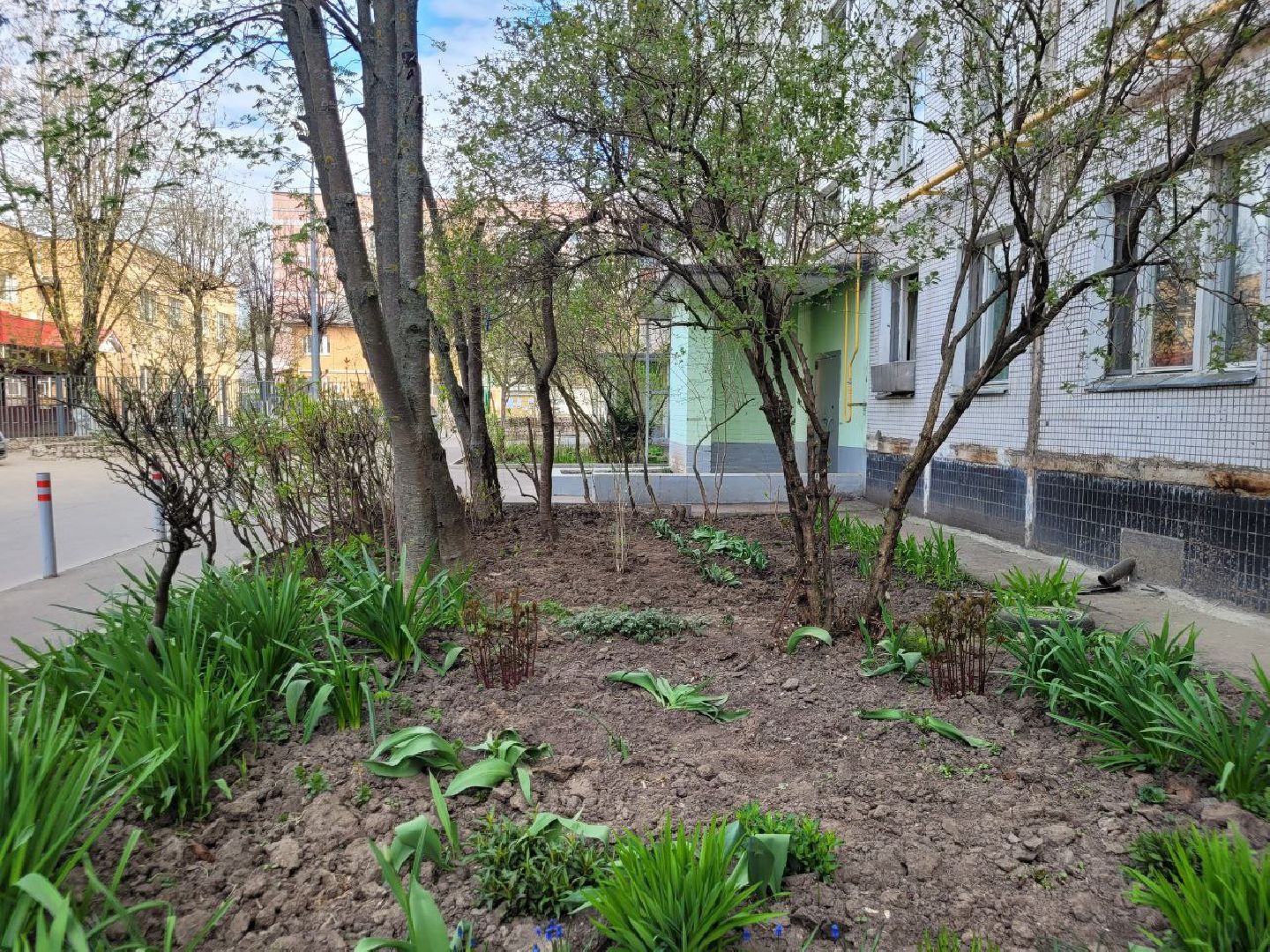 озеленение, депутат, помощь, экология, Видное, деревья