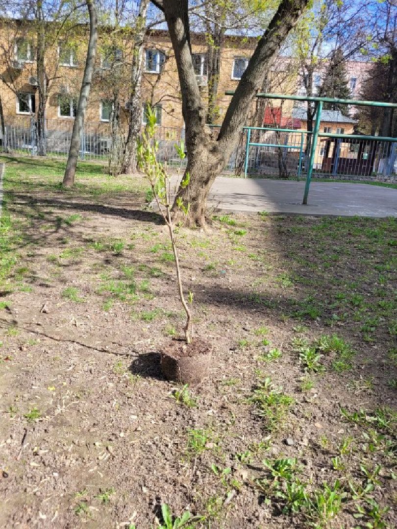 озеленение, депутат, помощь, экология, Видное, деревья