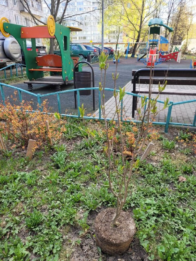 озеленение, депутат, помощь, экология, Видное, деревья