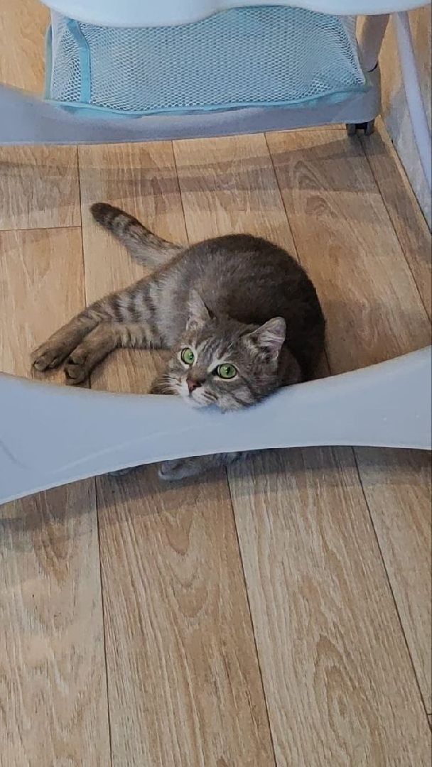 лыткарино, общество, пожарный, безопасность, вертикалки,