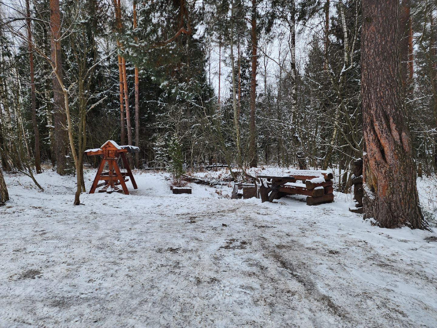 лесник, кривандинское лесничество, шатура, шатурский округ,