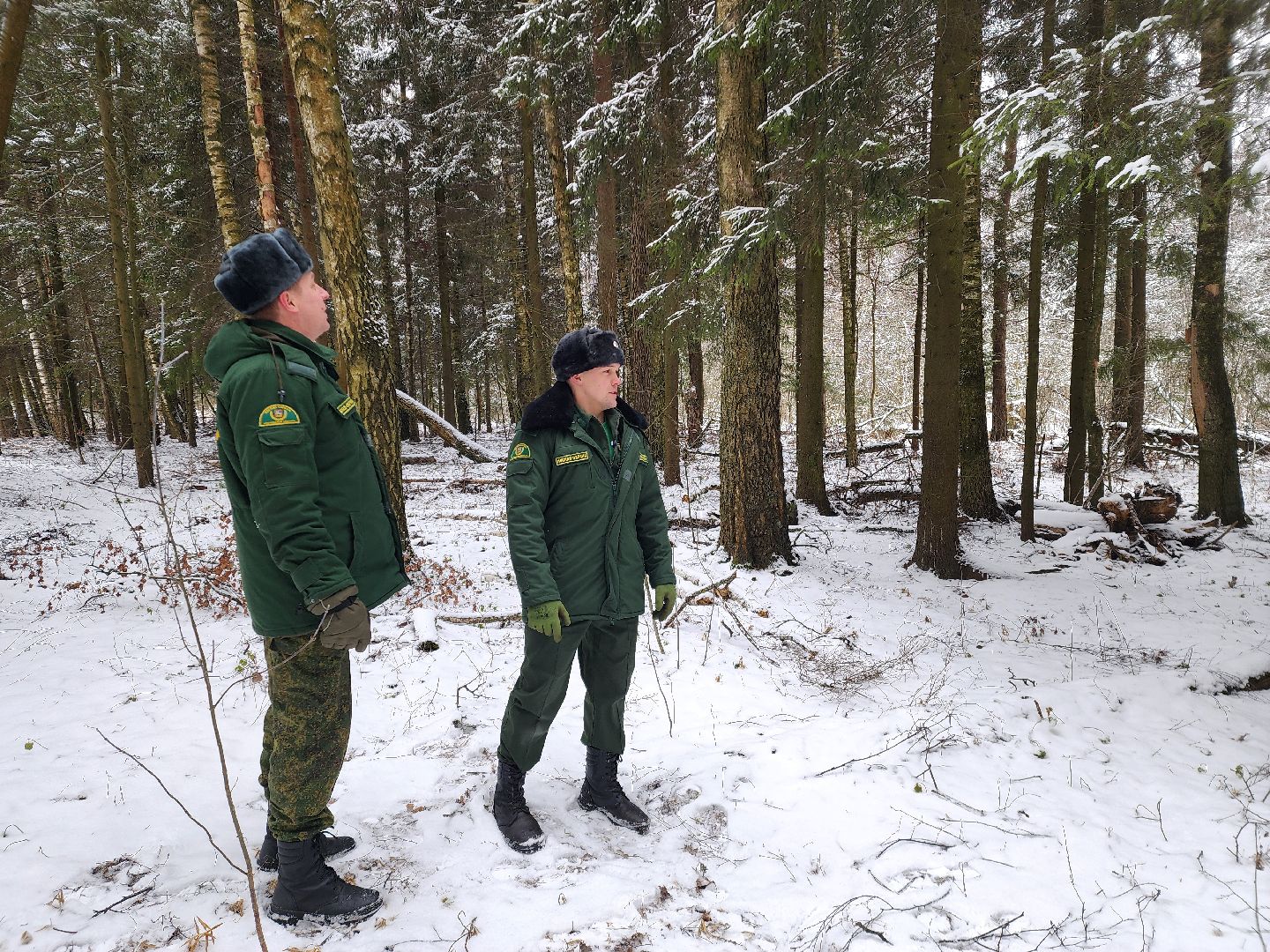 лесник, кривандинское лесничество, шатура, шатурский округ,
