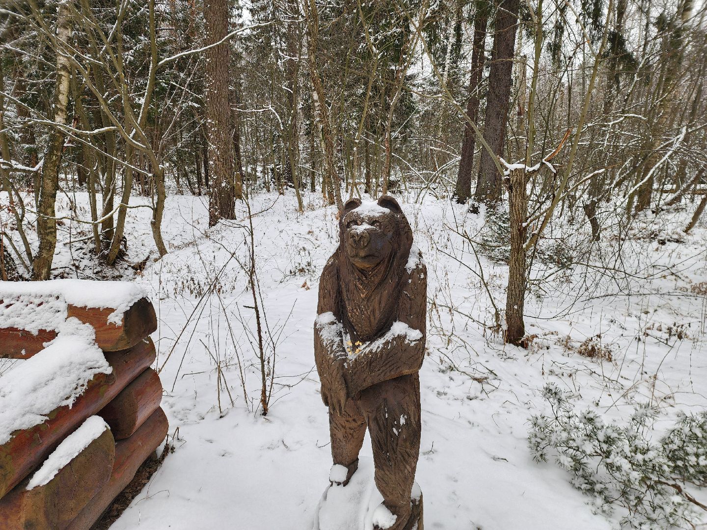лесник, кривандинское лесничество, шатура, шатурский округ,