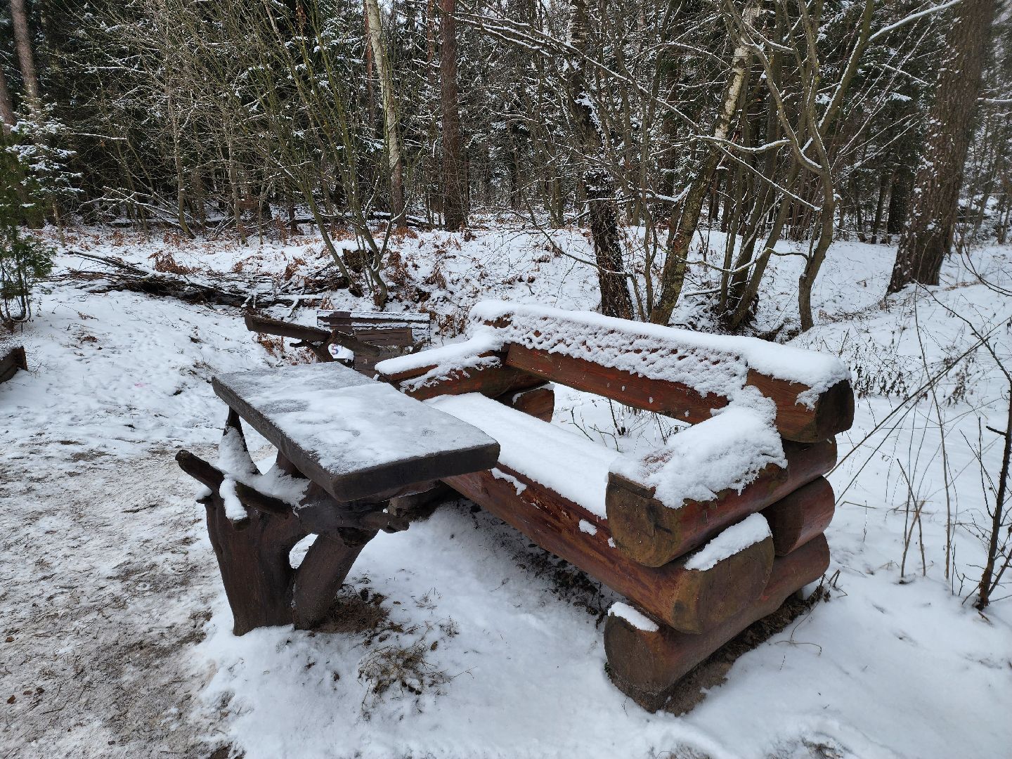 лесник, кривандинское лесничество, шатура, шатурский округ,
