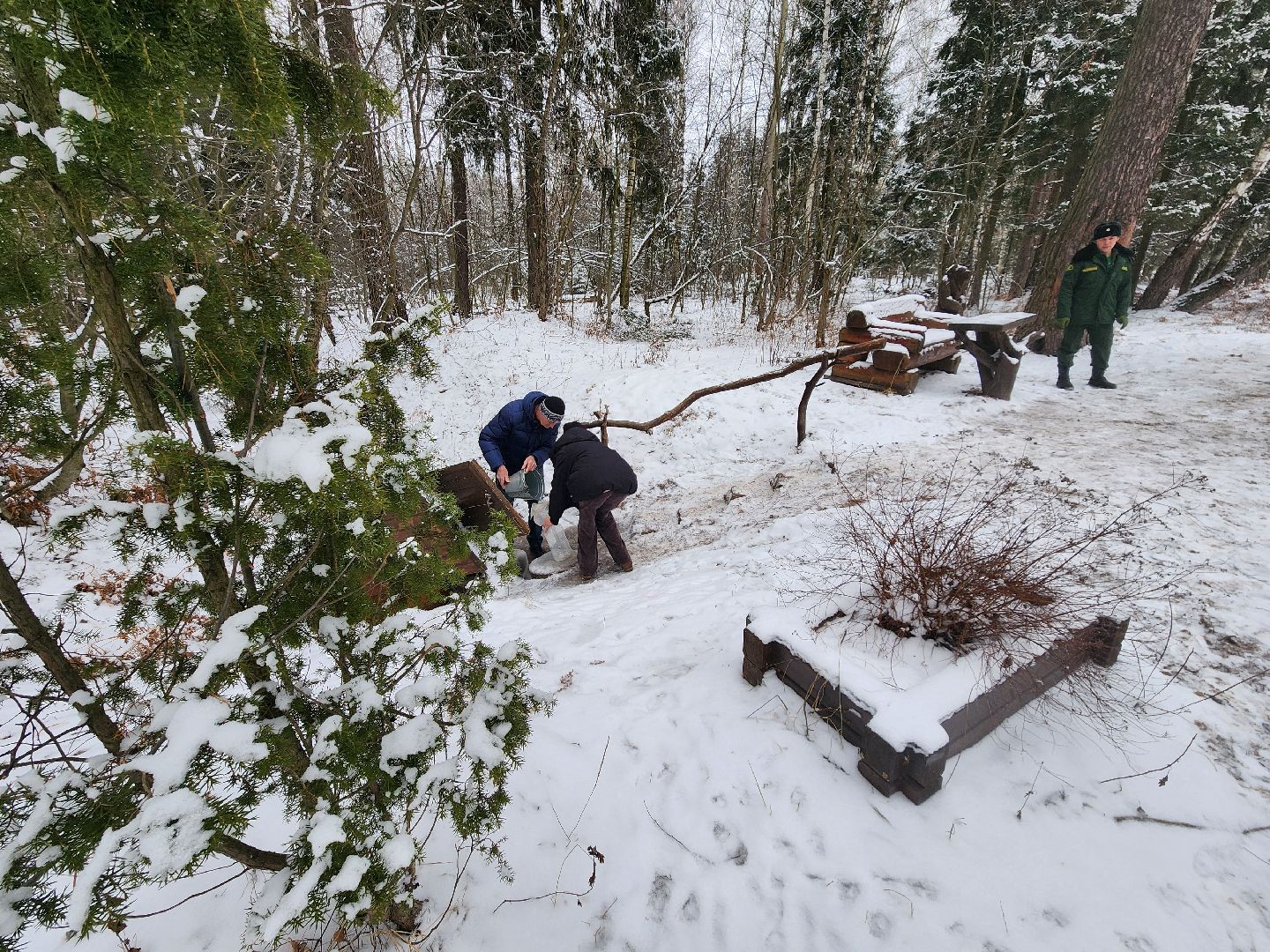 лесник, кривандинское лесничество, шатура, шатурский округ,