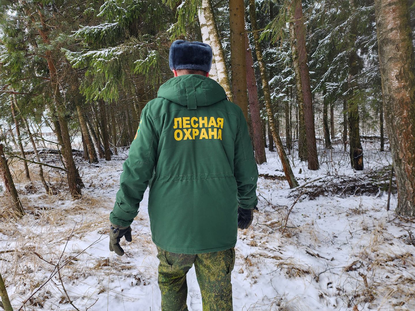 лесник, кривандинское лесничество, шатура, шатурский округ,