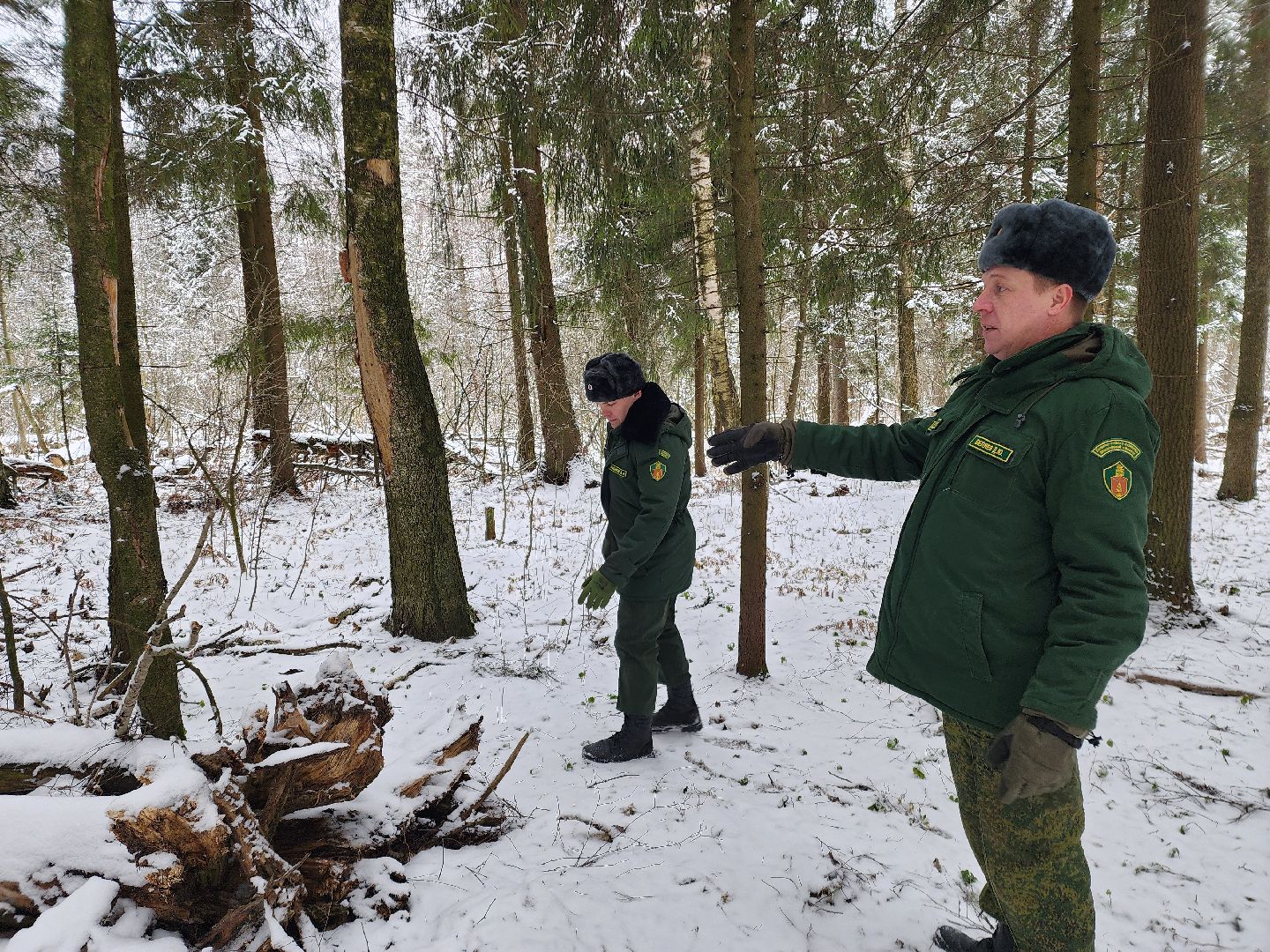 лесник, кривандинское лесничество, шатура, шатурский округ,