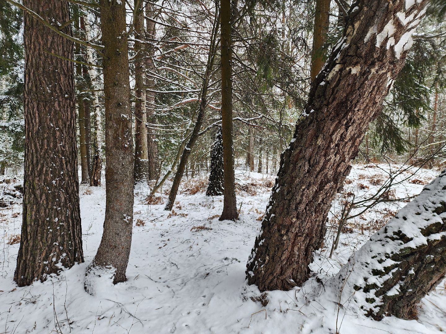 лесник, кривандинское лесничество, шатура, шатурский округ,