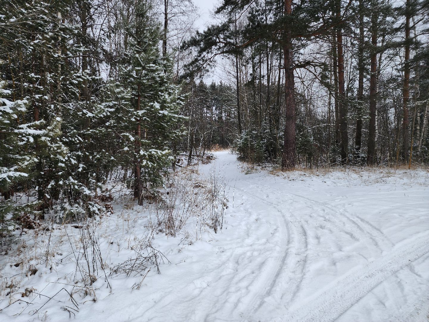 лесник, кривандинское лесничество, шатура, шатурский округ,