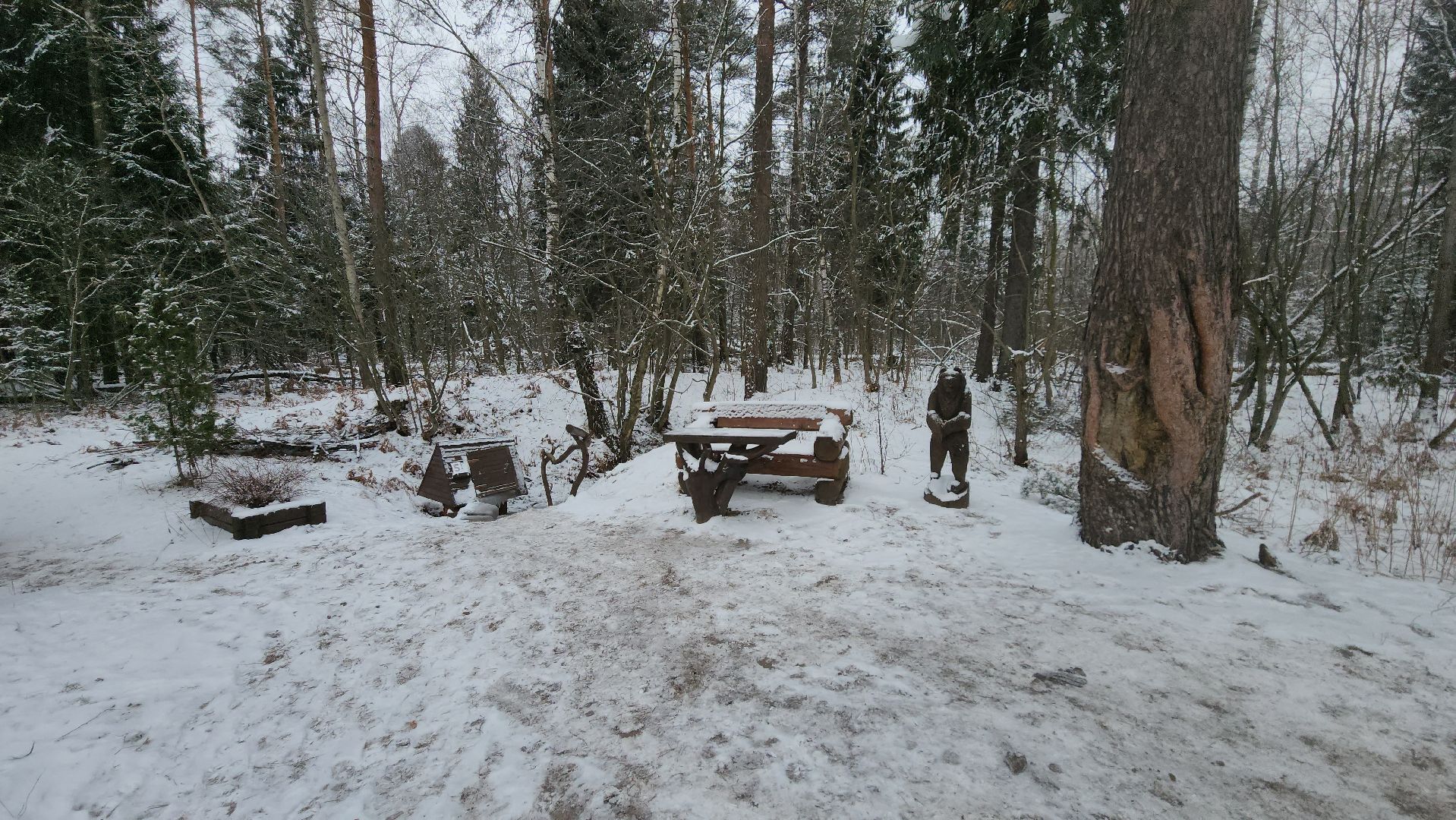 лесник, кривандинское лесничество, шатура, шатурский округ,