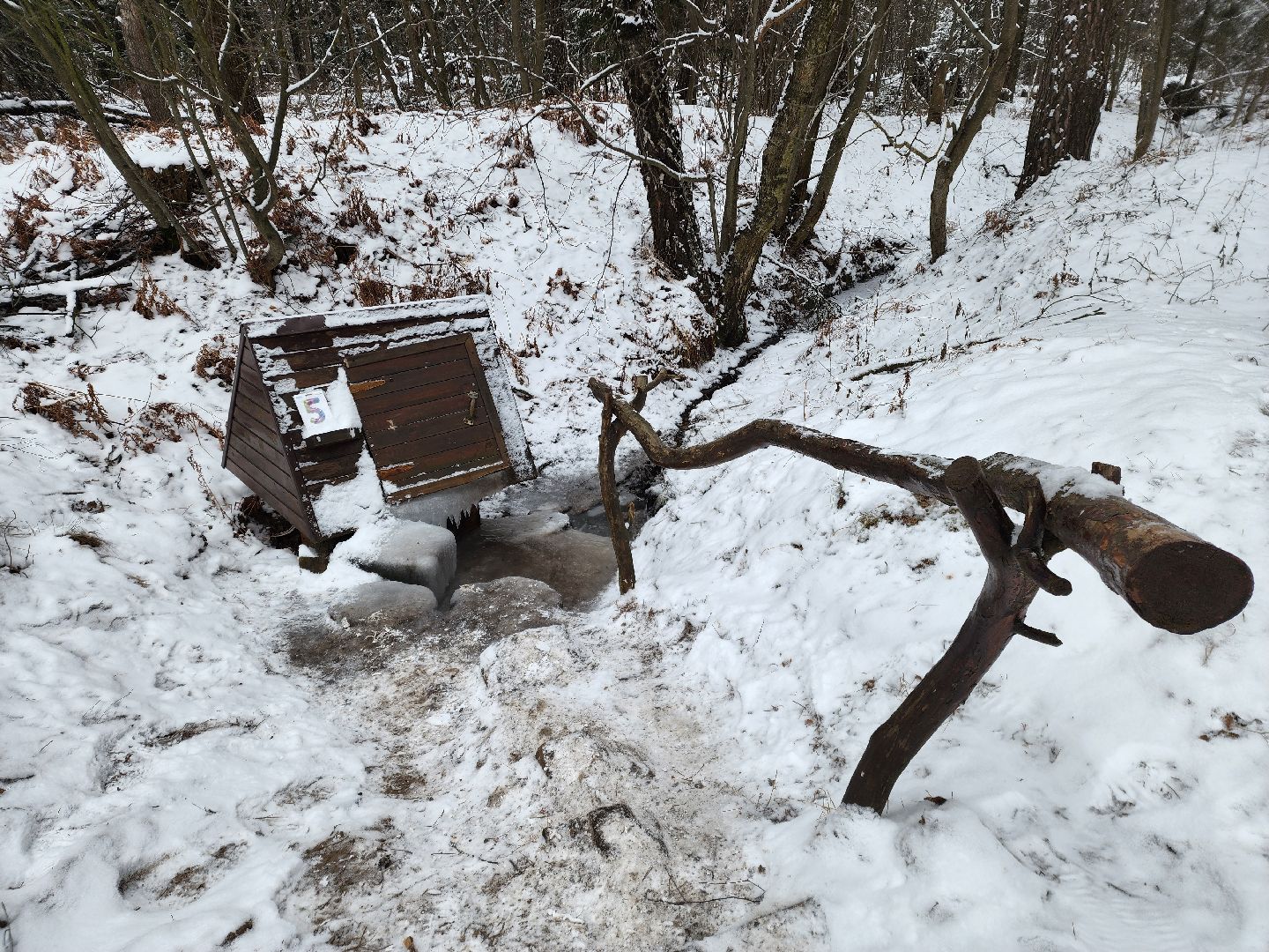 лесник, кривандинское лесничество, шатура, шатурский округ,