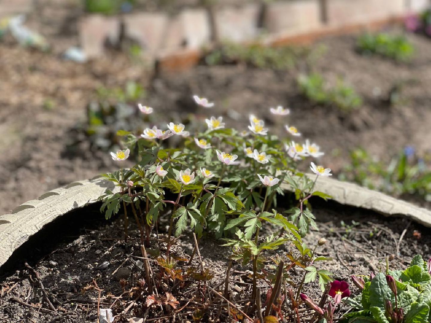 Сергиев Посад, Сергиево-Посадский городской округ, Благоустройство, Субботник, Уборка, Весна