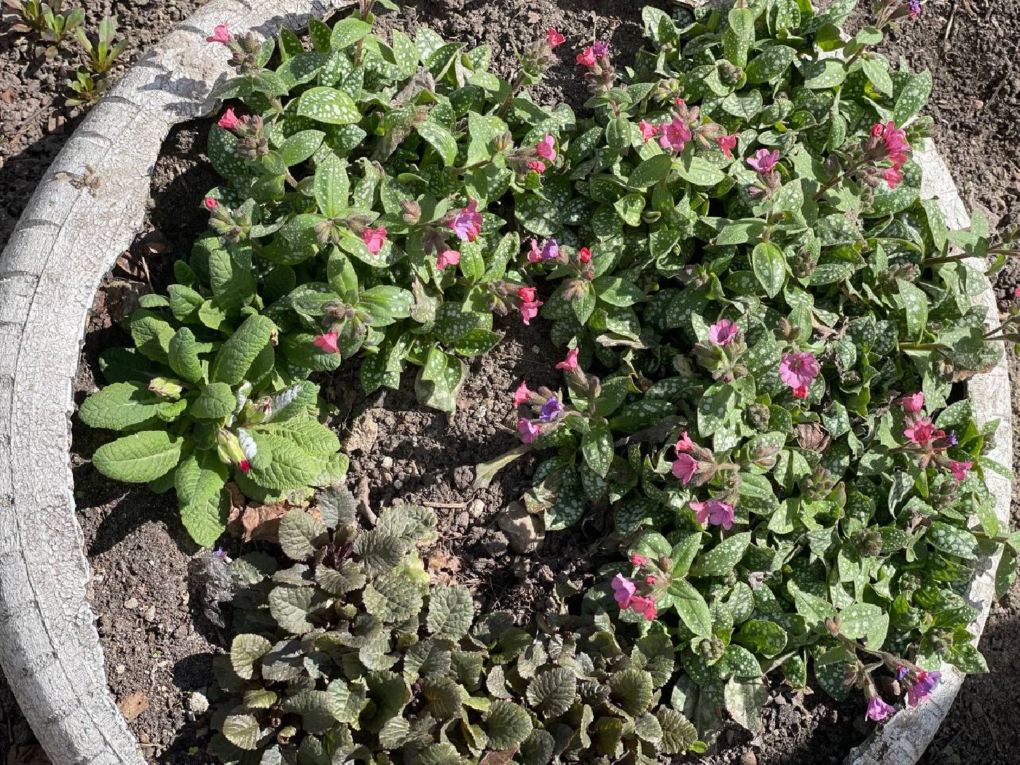 Сергиев Посад, Сергиево-Посадский городской округ, Благоустройство, Субботник, Уборка, Весна