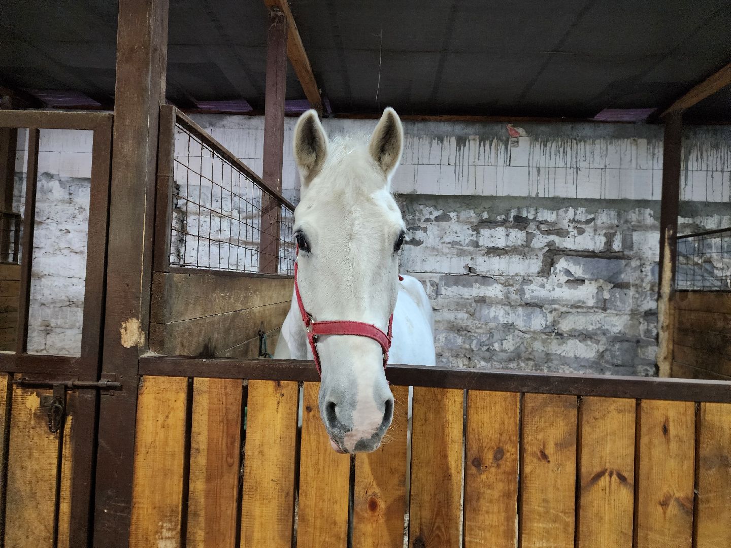 Зарайск, туризм, конный клуб,