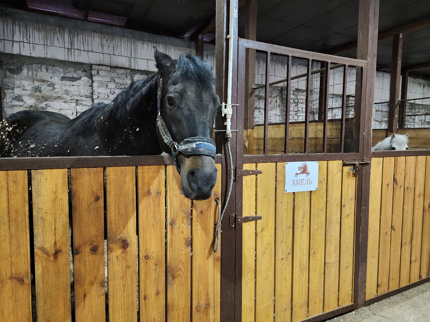 Зарайск, туризм, конный клуб,