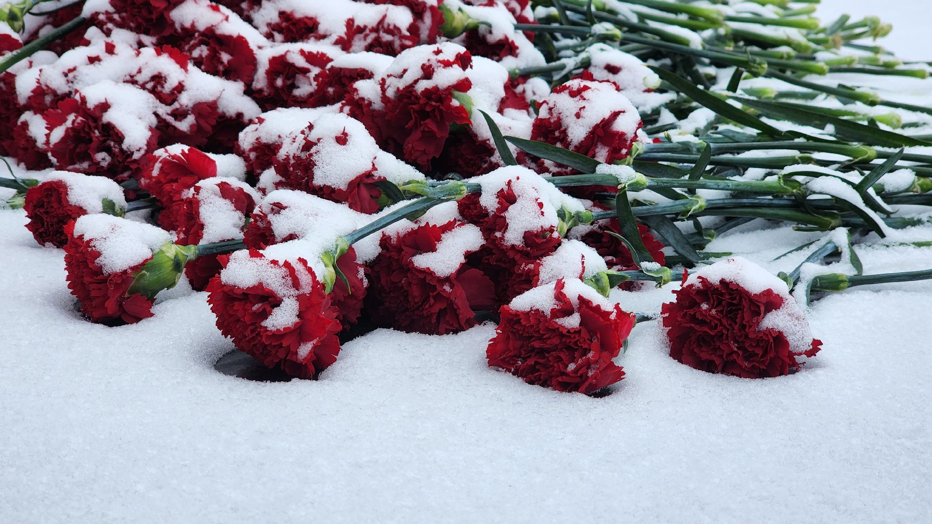 солнечногорск, сво, история бойца, орден мужества посмертно, тимоново,