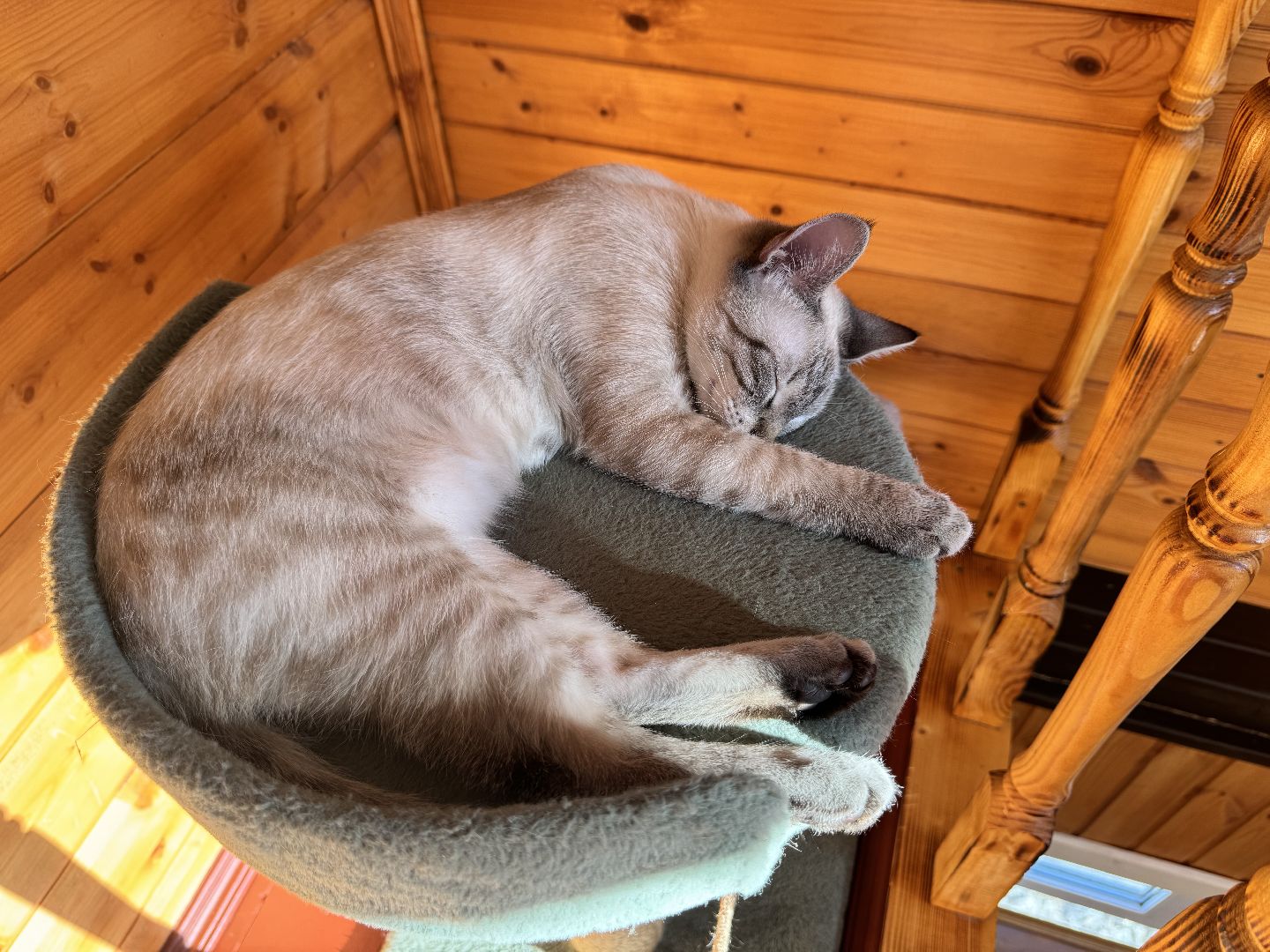 шаховская, молодая мама, жилищный сертификат,