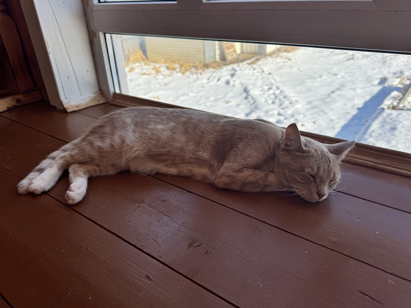 шаховская, молодая мама, жилищный сертификат,