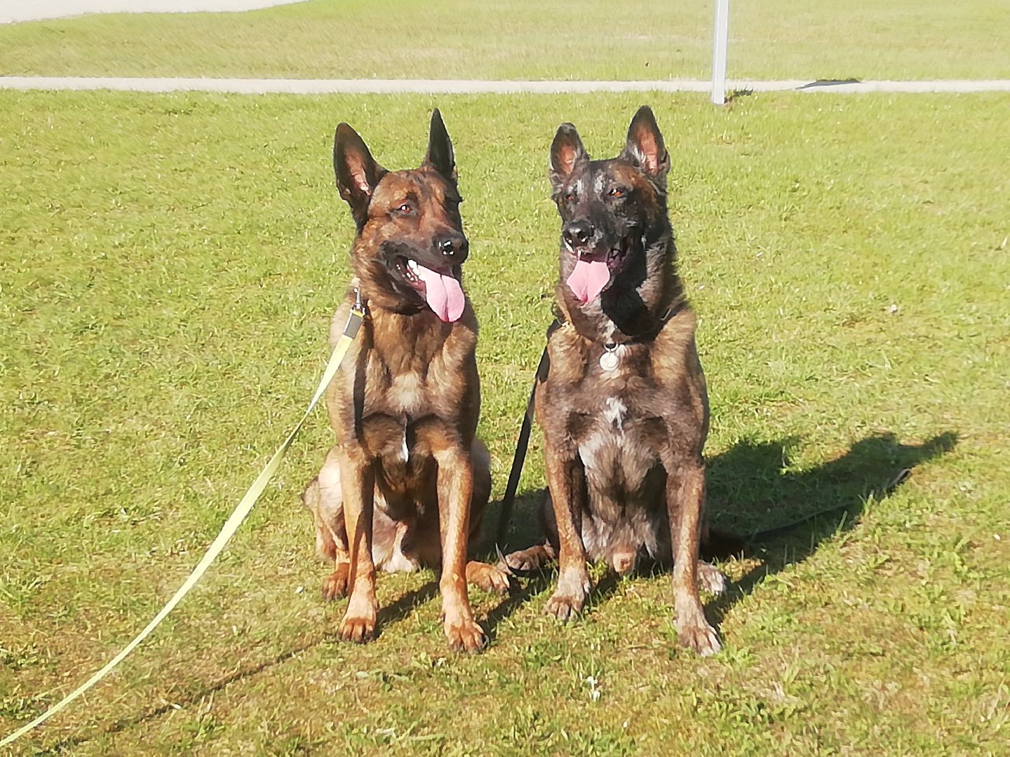 Чемпионат, Федеральная служба исполнения наказаний, кинологи, соревнвания, Ястребки