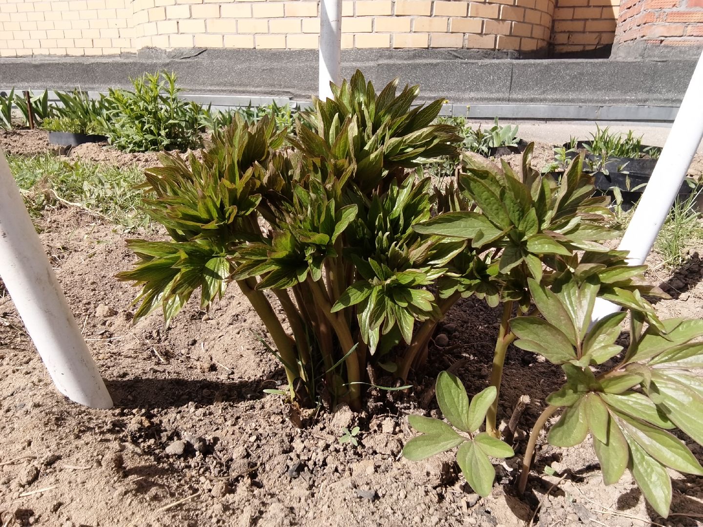 Балашиха, весна, одуванчики, цветы, деревья, растения, ТСН Любимый дом, улица Заречная, содержание территорий