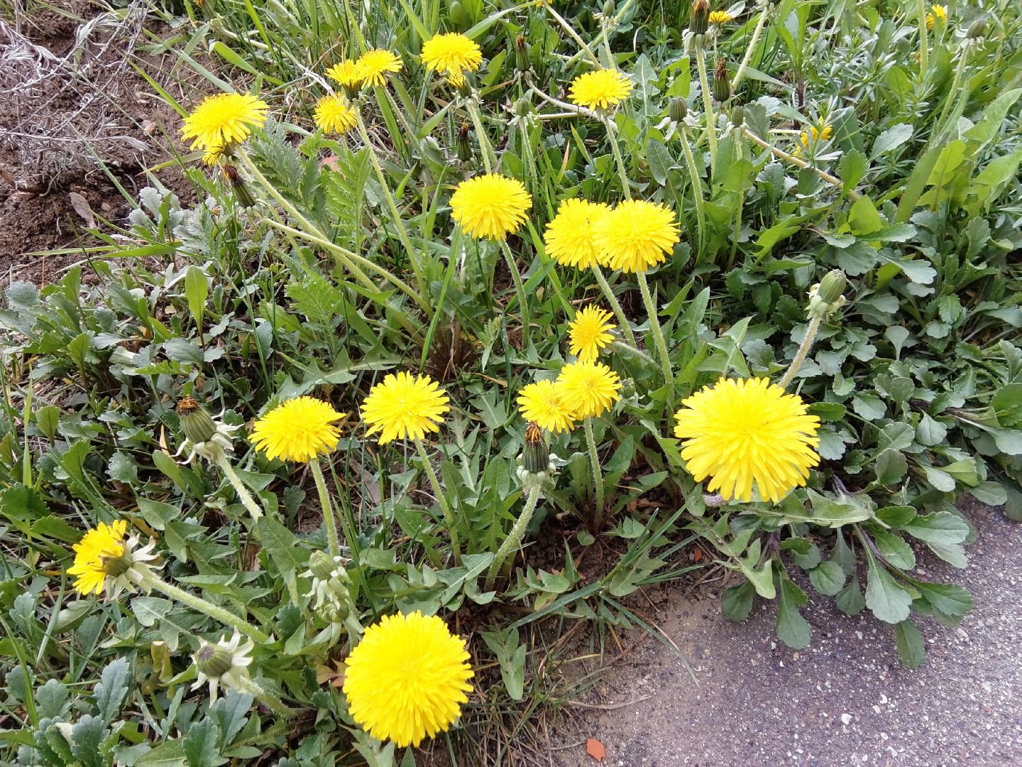 Балашиха, весна, одуванчики, цветы, деревья, растения, ТСН Любимый дом, улица Заречная, содержание территорий