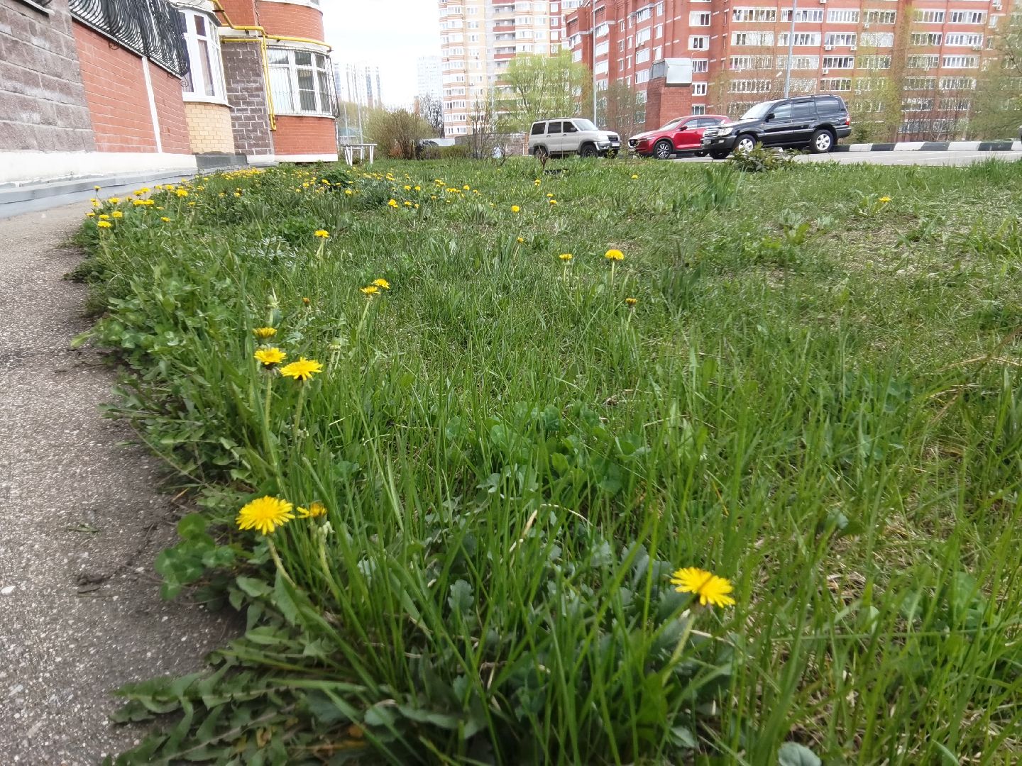 Балашиха, весна, одуванчики, цветы, деревья, растения, ТСН Любимый дом, улица Заречная, содержание территорий