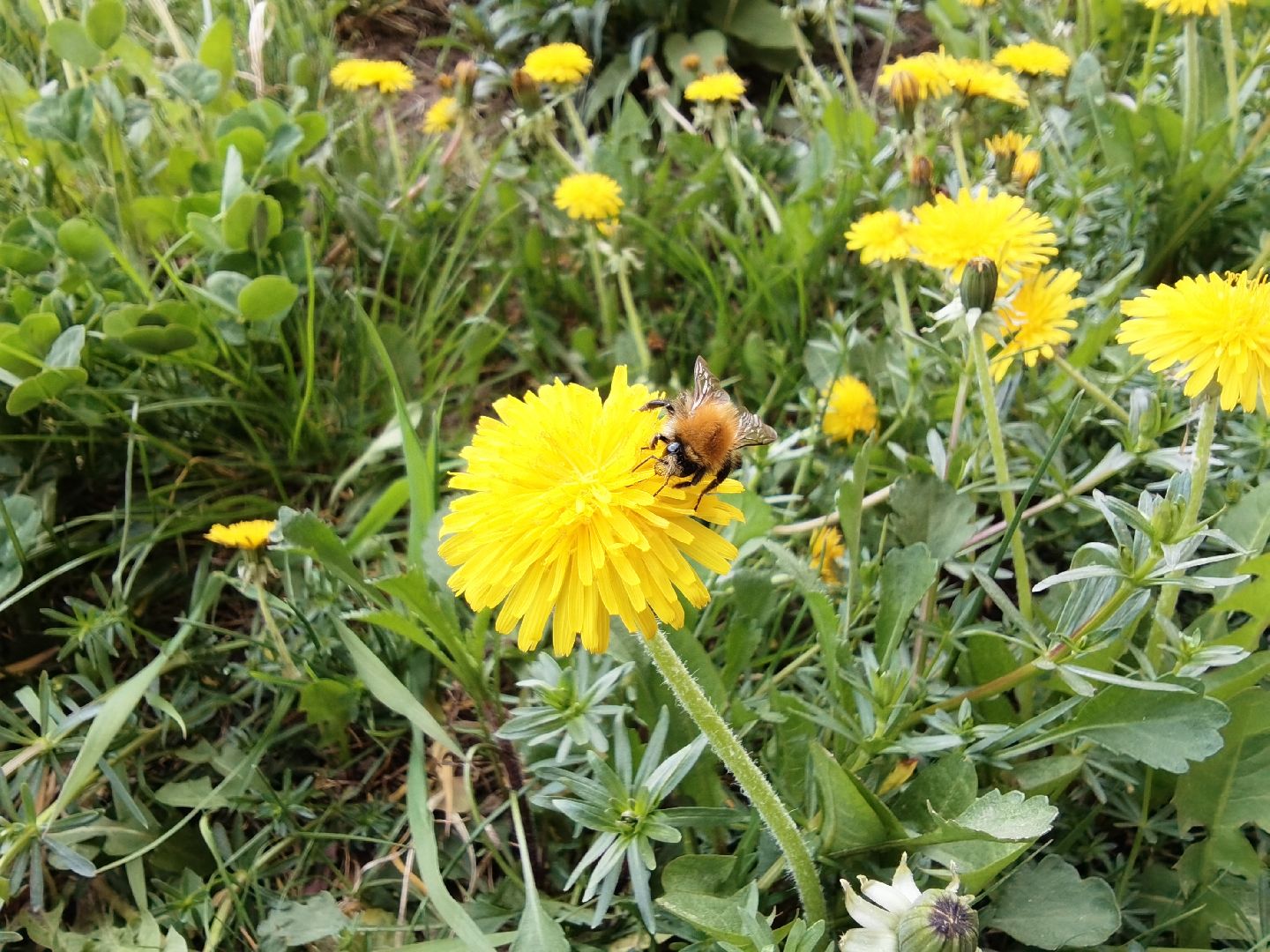 Балашиха, весна, одуванчики, цветы, деревья, растения, ТСН Любимый дом, улица Заречная, содержание территорий