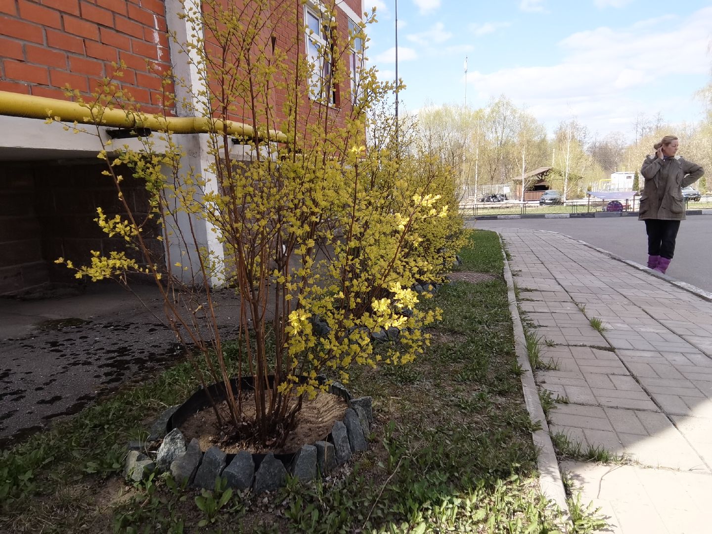 Балашиха, весна, одуванчики, цветы, деревья, растения, ТСН Любимый дом, улица Заречная, содержание территорий