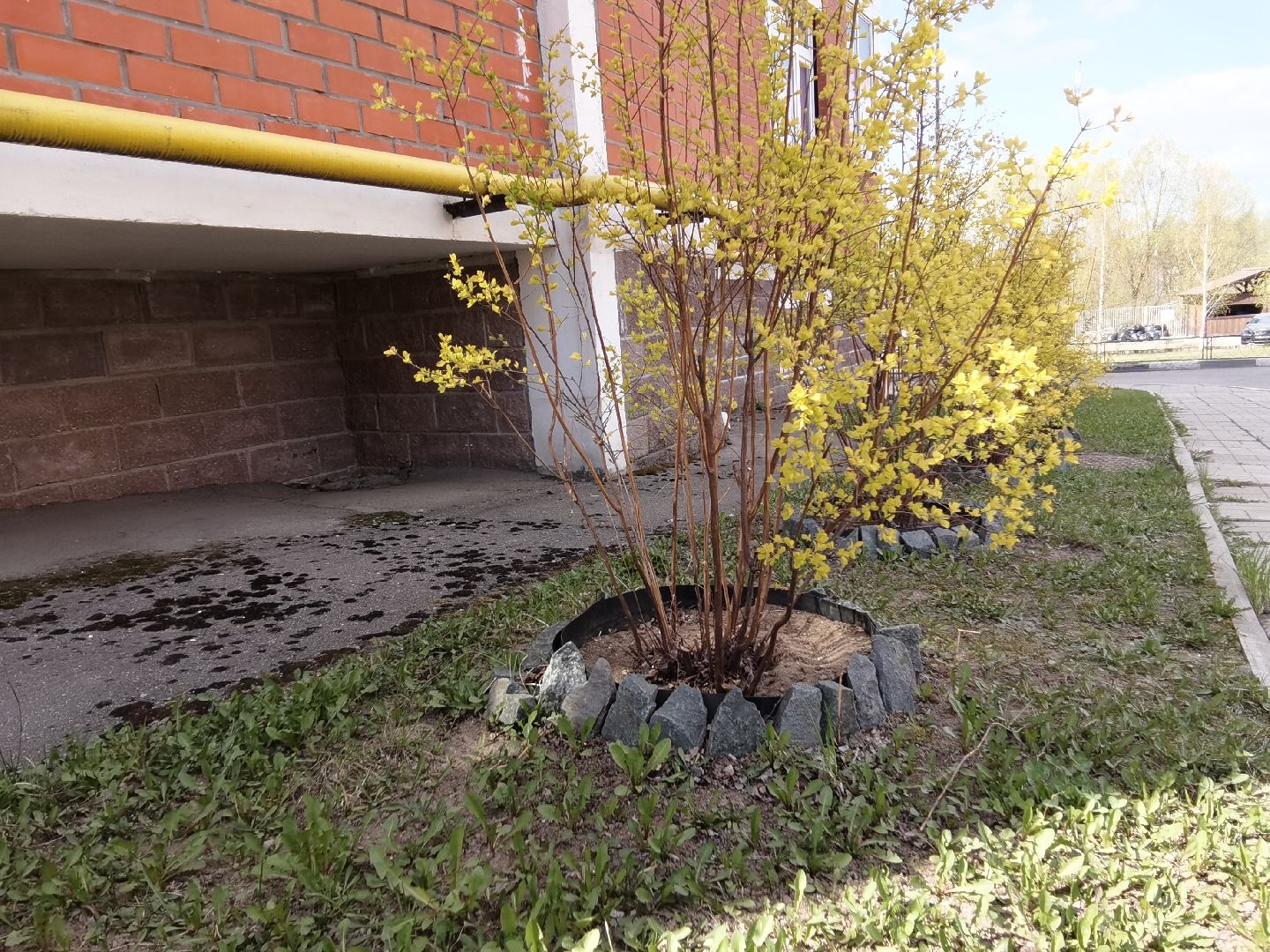 Балашиха, весна, одуванчики, цветы, деревья, растения, ТСН Любимый дом, улица Заречная, содержание территорий