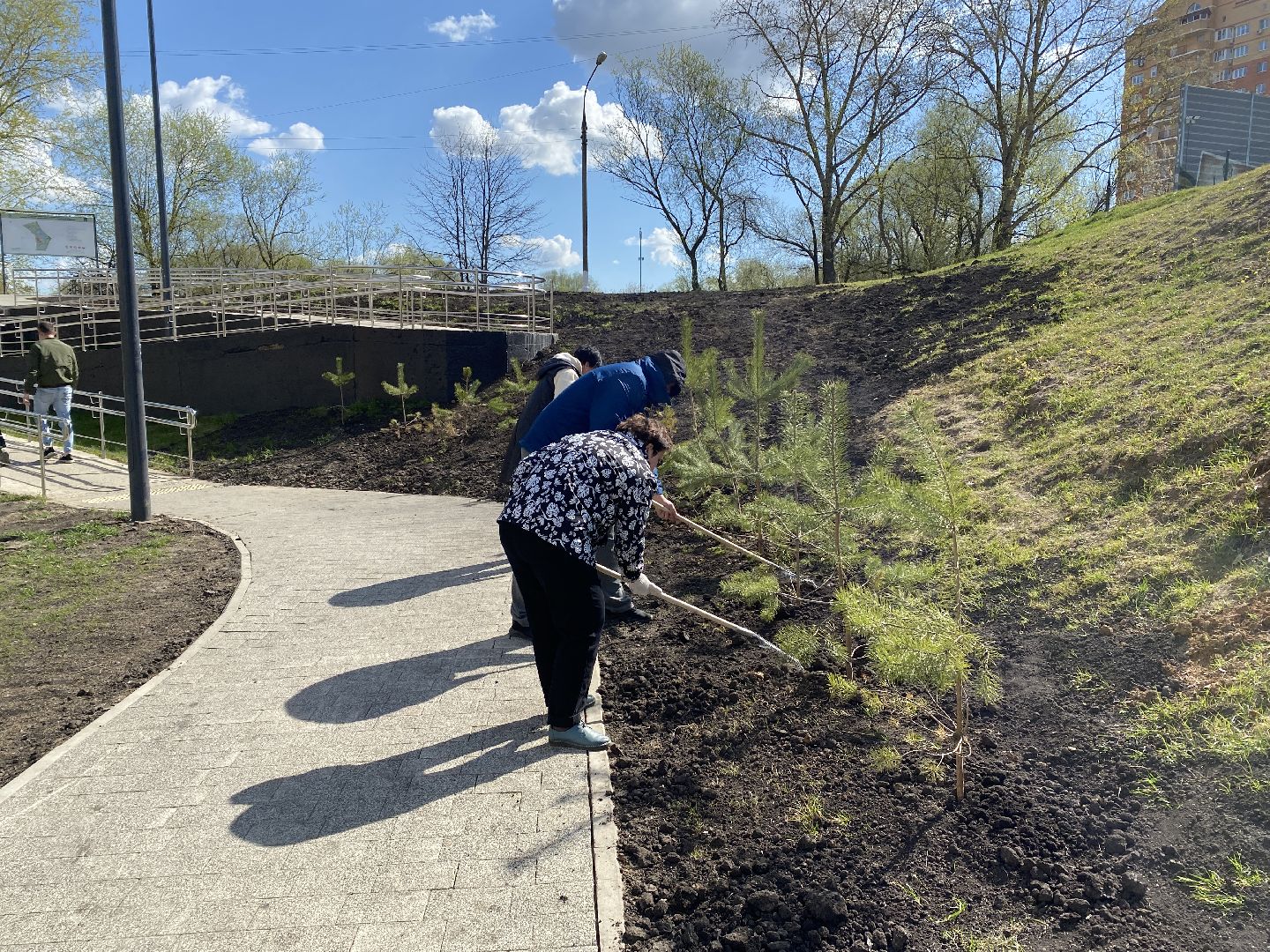 Чехов, благоустройство, Теребенка, депутат, дерево