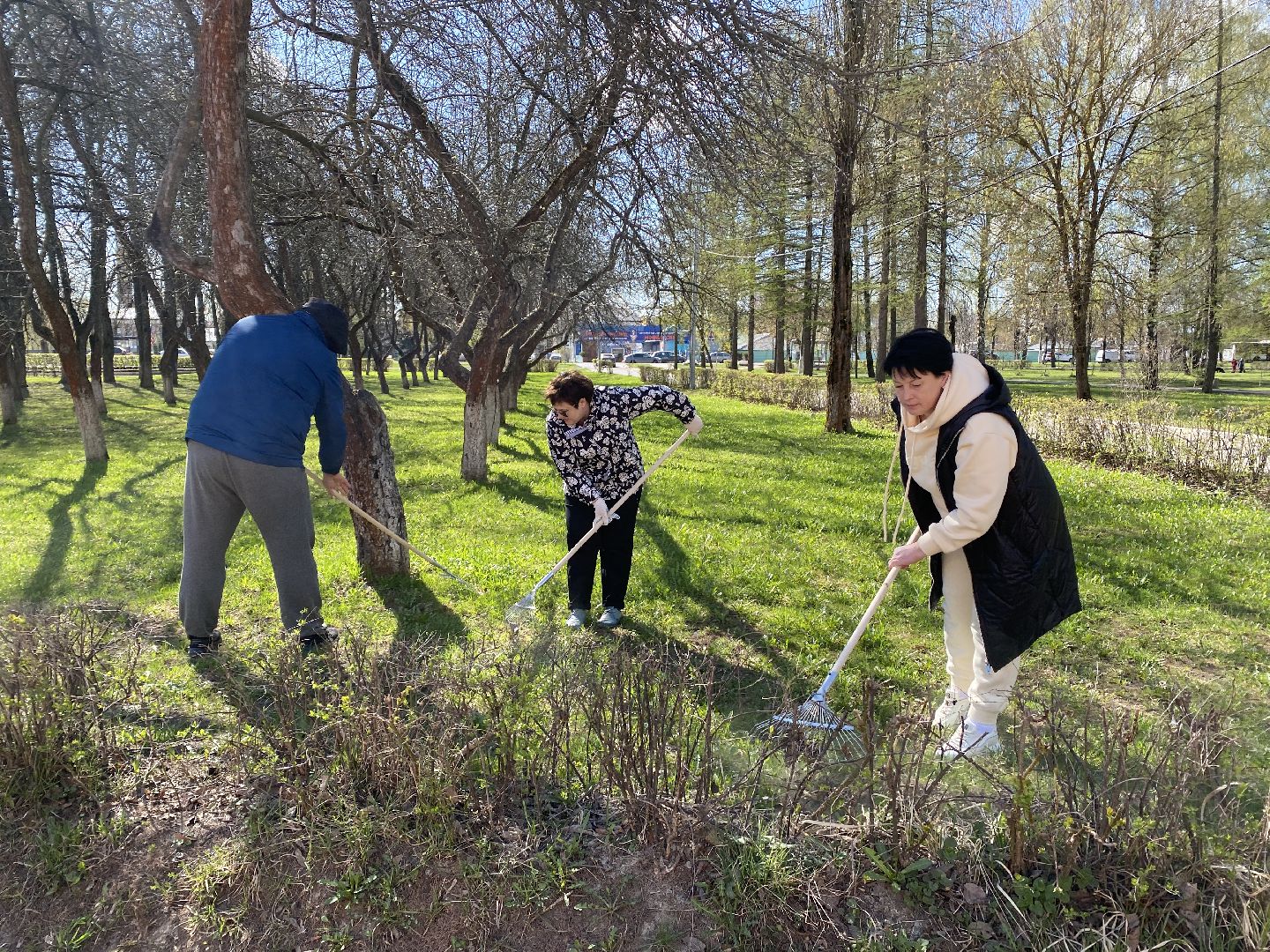 Чехов, благоустройство, Теребенка, депутат, дерево