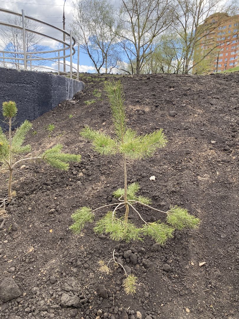 Чехов, благоустройство, чемпионка, дерево, пауэрлифтинг