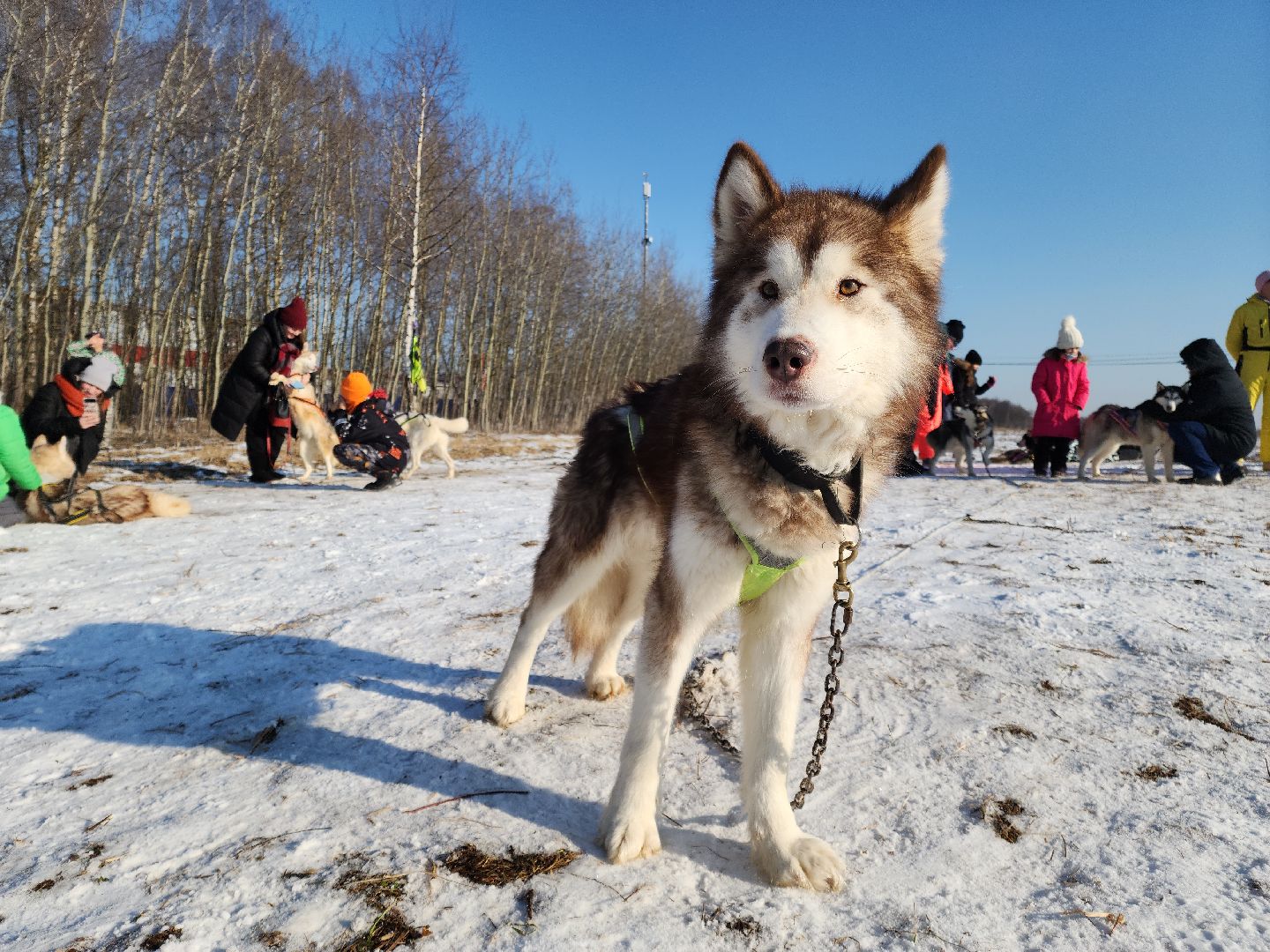 вертикалки,