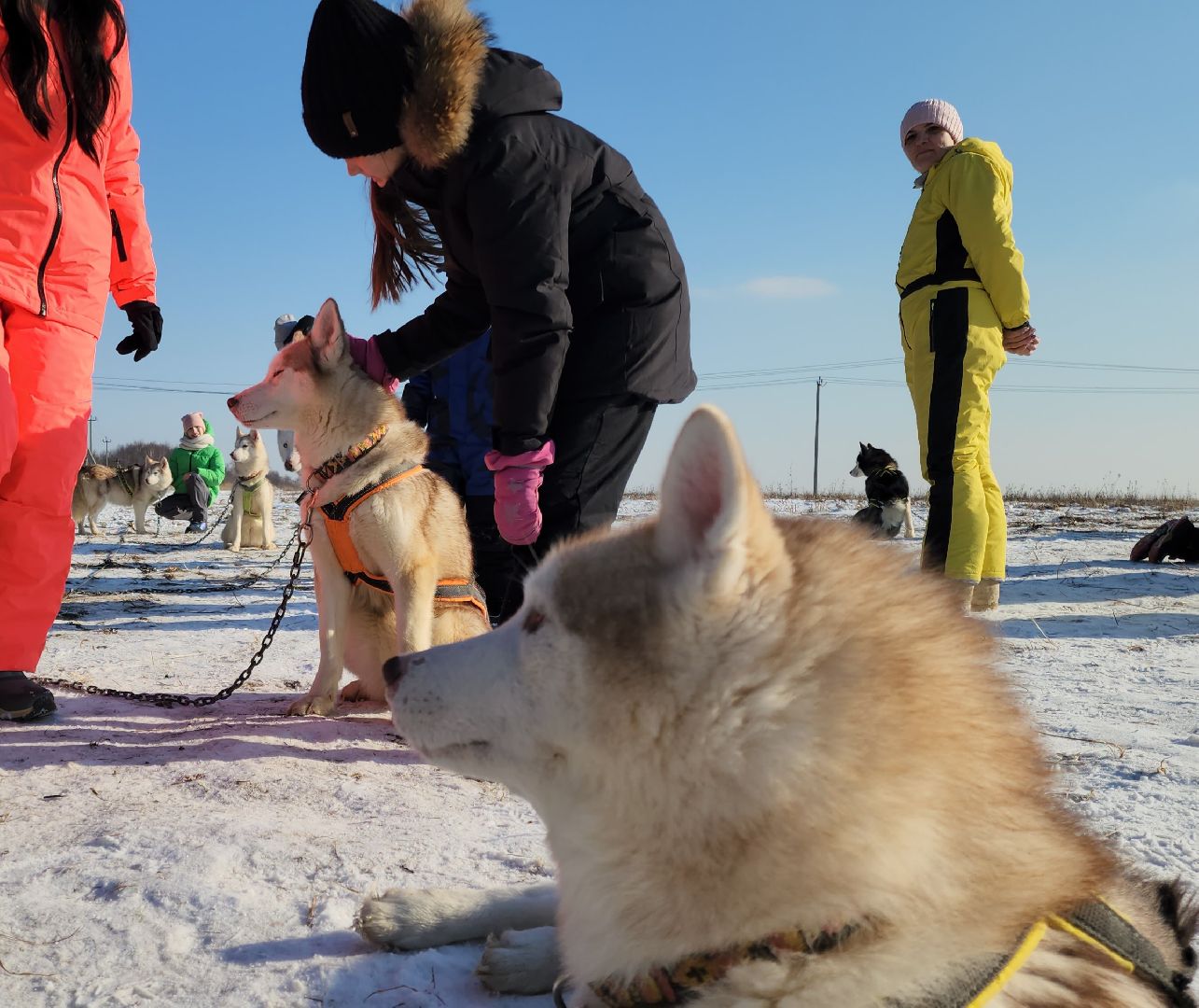 вертикалки,