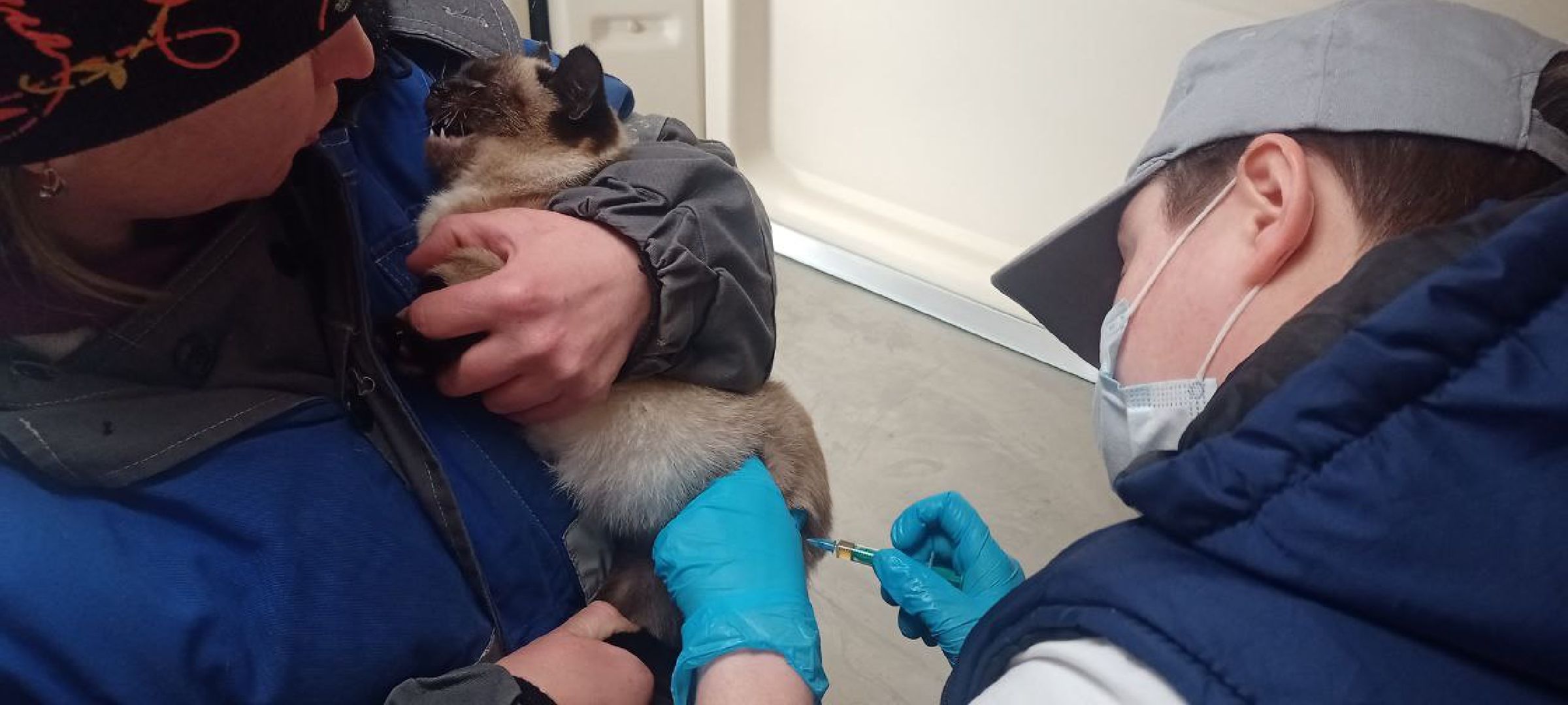 Государственная ветеринарная служба, ветеринар, Наро-Фоминск