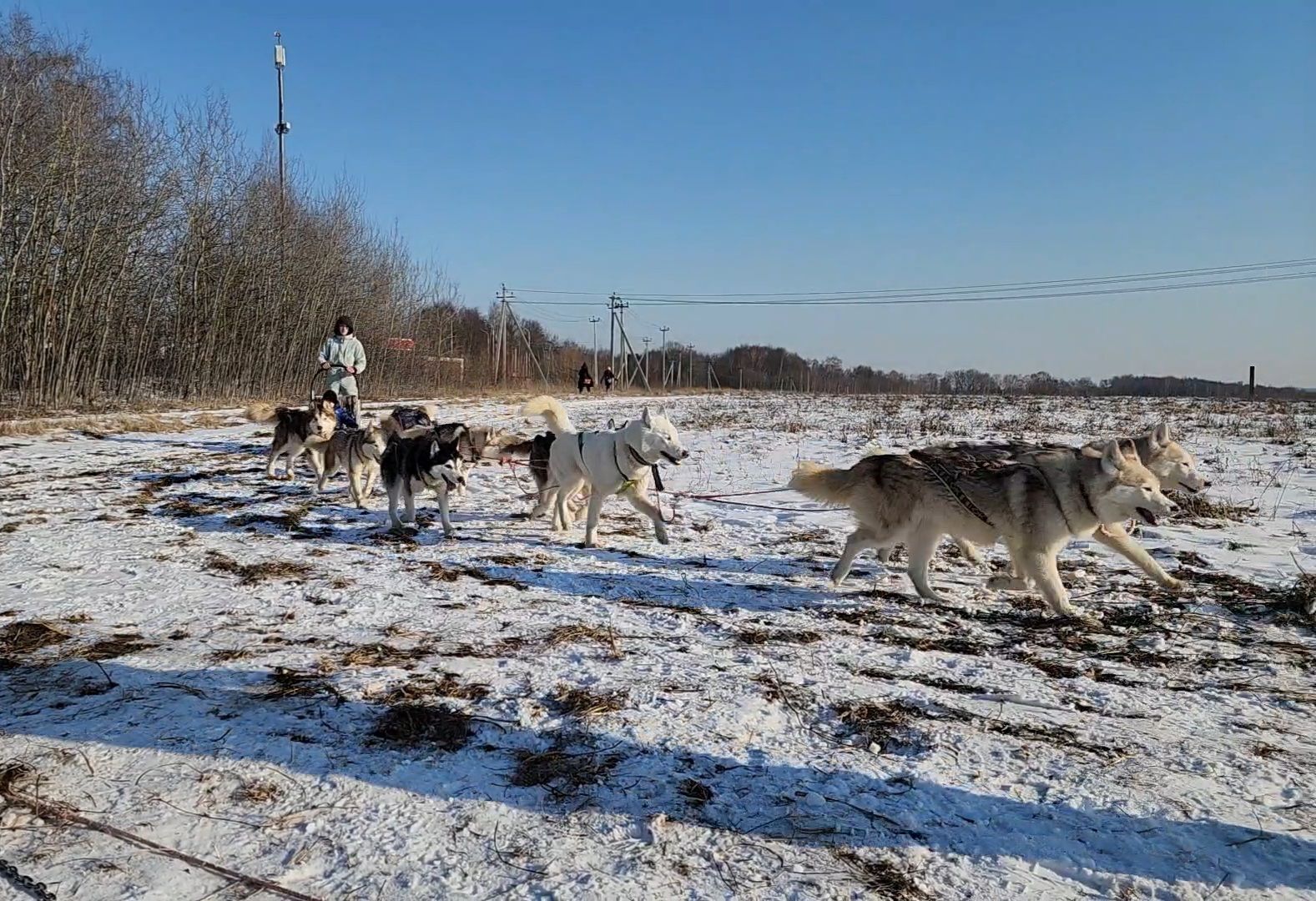 вертикалки, хаски, катание на хаски, собаки, отдых в подмосковье,