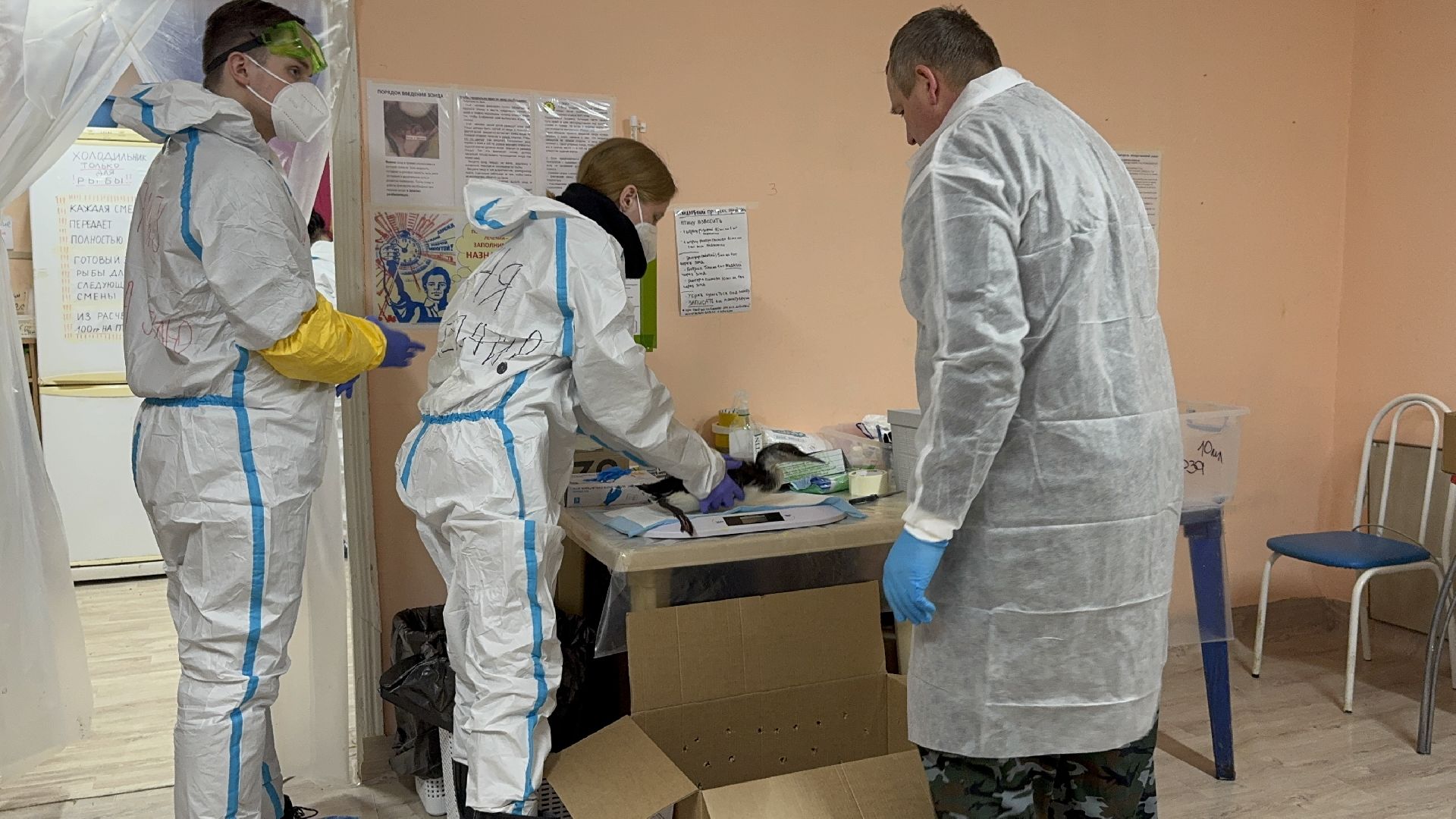 волонтры подмосковья, жуковский, анапа,