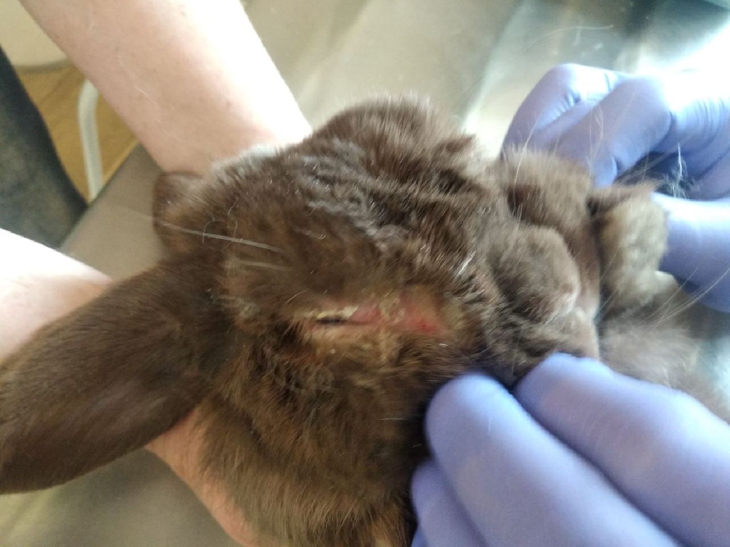 Дмитров, Ветеринарная станция, Общество