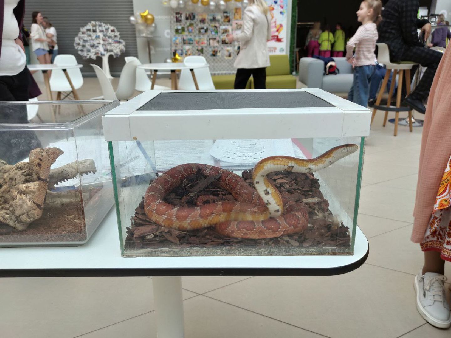 Пушкино, Единая Россия, многодетные семьи, творчество, Пушкинский округ