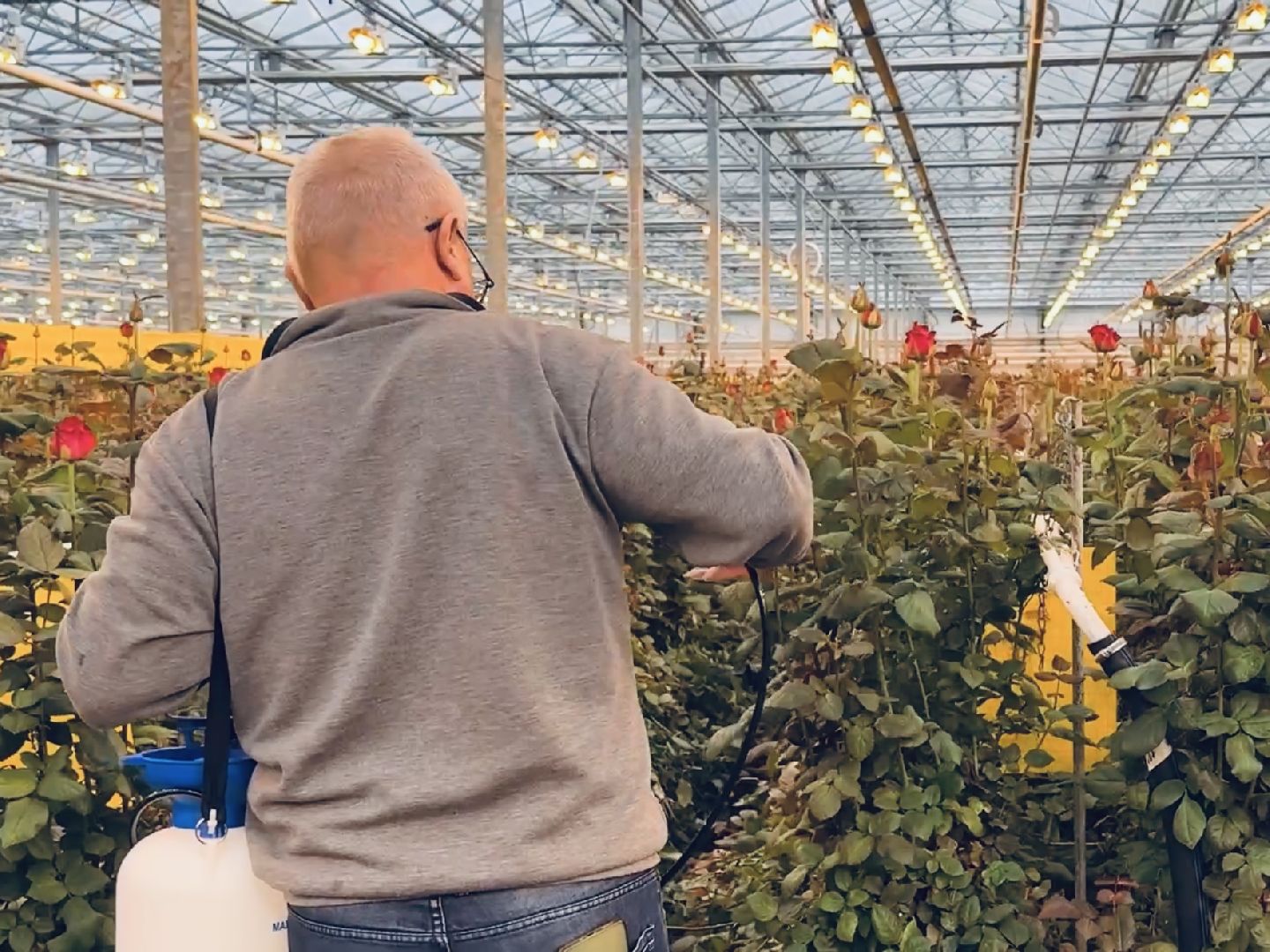 раменское, тепличный комплекс, 8 марта, цветы, розы,