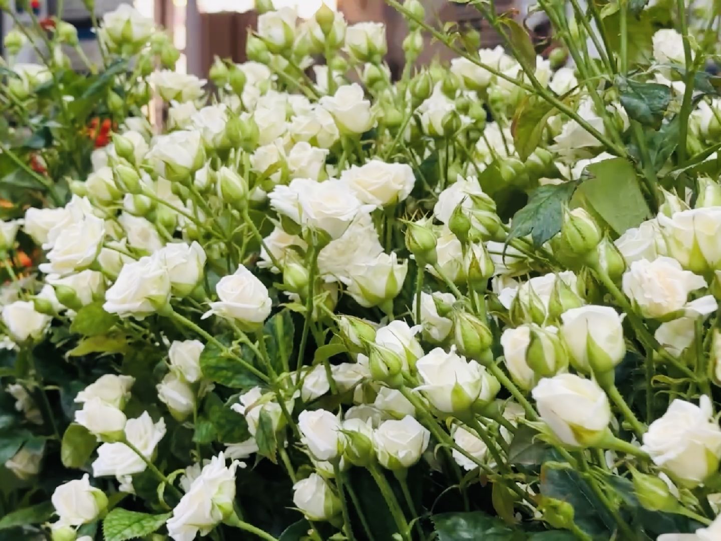 раменское, тепличный комплекс, 8 марта, цветы, розы,