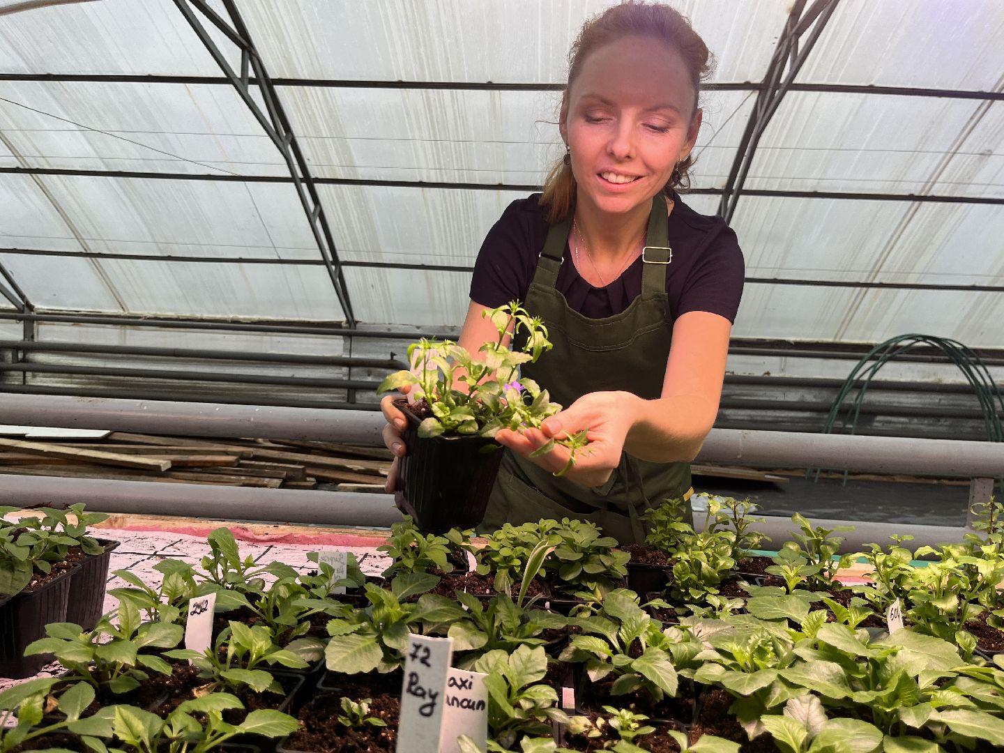 вертикалки, наро-фоминский городской округ, тепличное хозяйство, рассада,