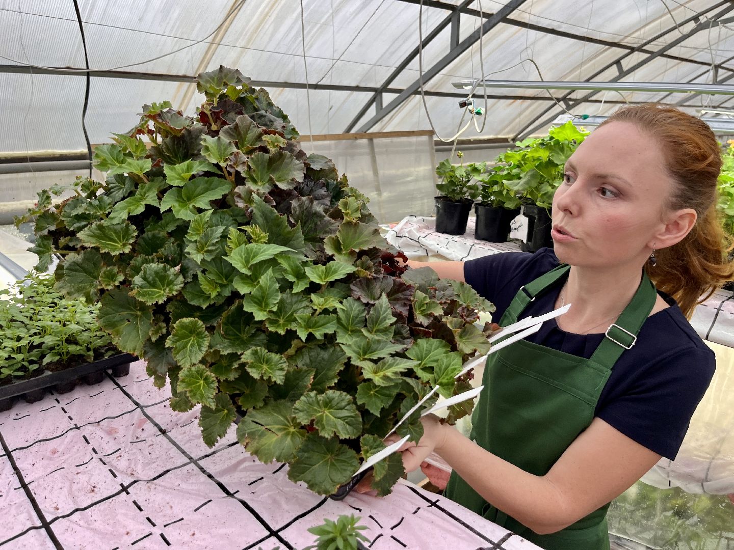 вертикалки, наро-фоминский городской округ, тепличное хозяйство, рассада,